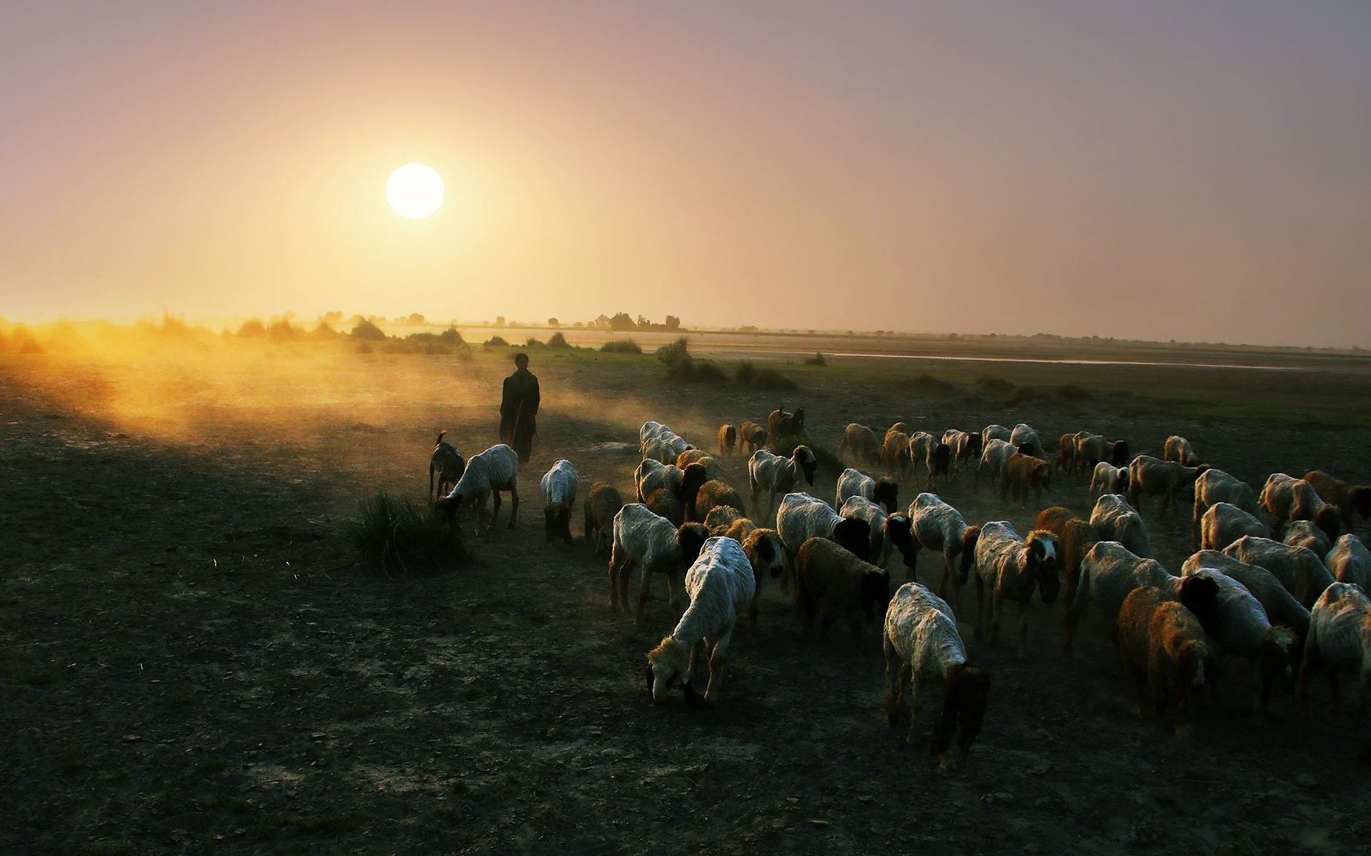 Обои природа, закат, пейзаж, овцы, пастух, отара, nature, sunset, landscape, sheep, shepherd разрешение 3840x2160 Загрузить