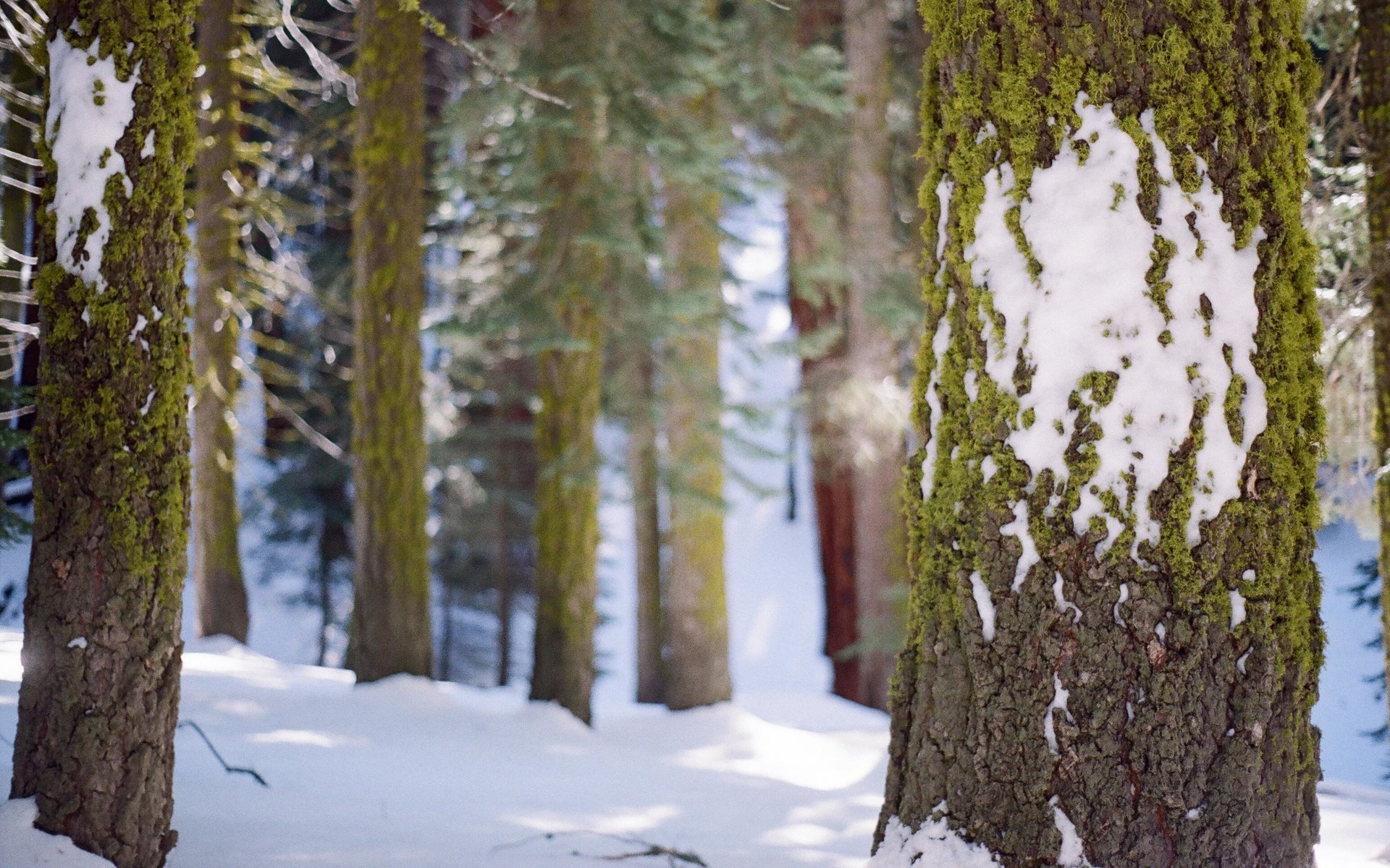 Обои деревья, снег, лес, зима, стволы, мох, кора, trees, snow, forest, winter, trunks, moss, bark разрешение 3089x2048 Загрузить