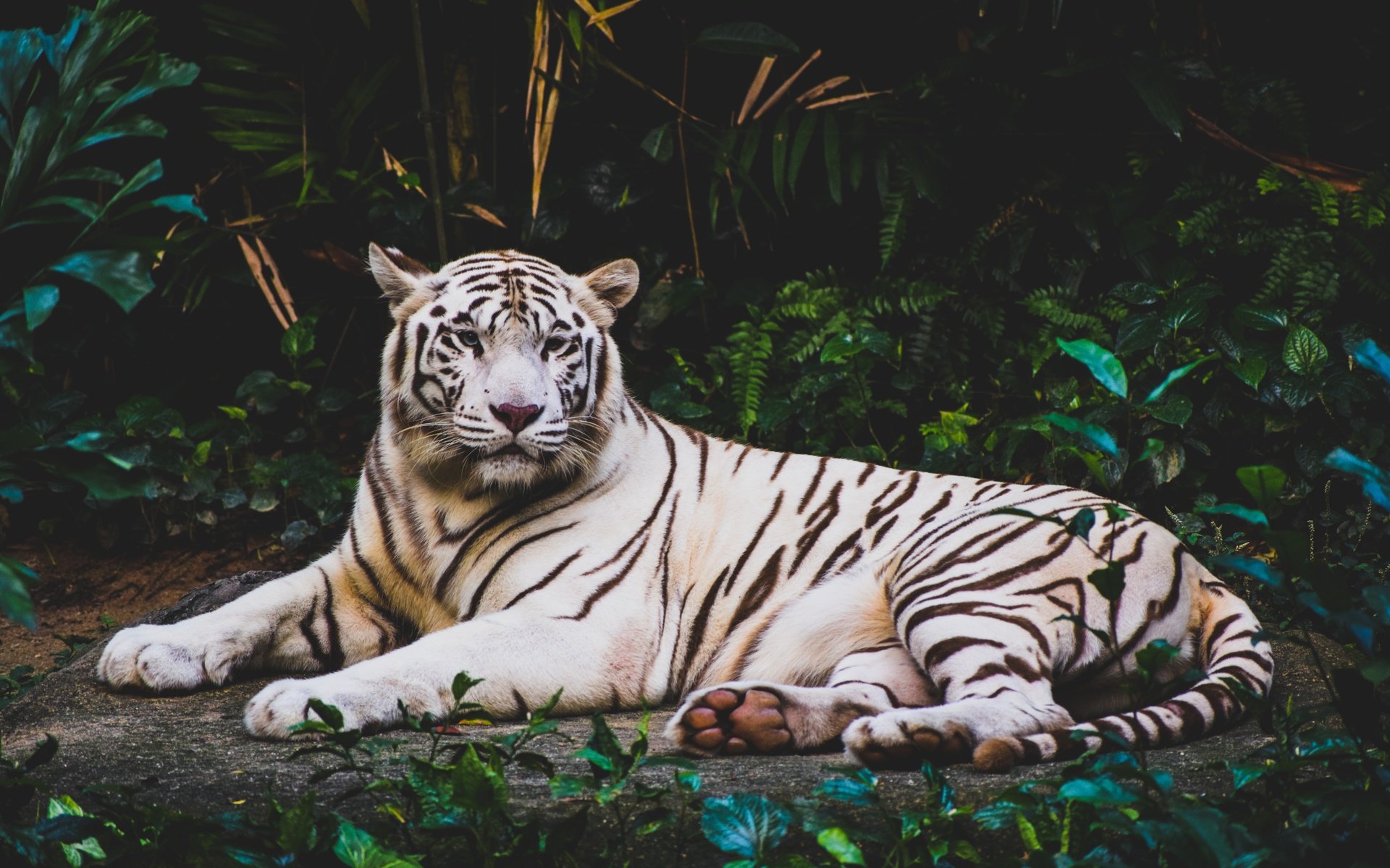 Обои тигр, морда, листва, взгляд, хищник, дикая кошка, белый тигр, лежа, tiger, face, foliage, look, predator, wild cat, white tiger, lying разрешение 6000x4000 Загрузить