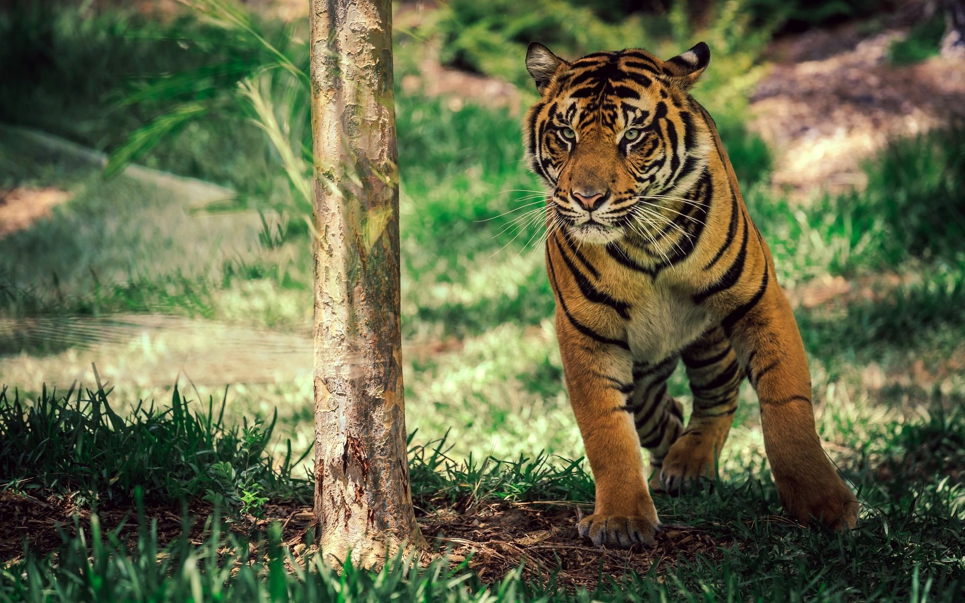 Обои тигр, морда, трава, взгляд, хищник, дикая природа, дикая кошка, tiger, face, grass, look, predator, wildlife, wild cat разрешение 2880x1800 Загрузить