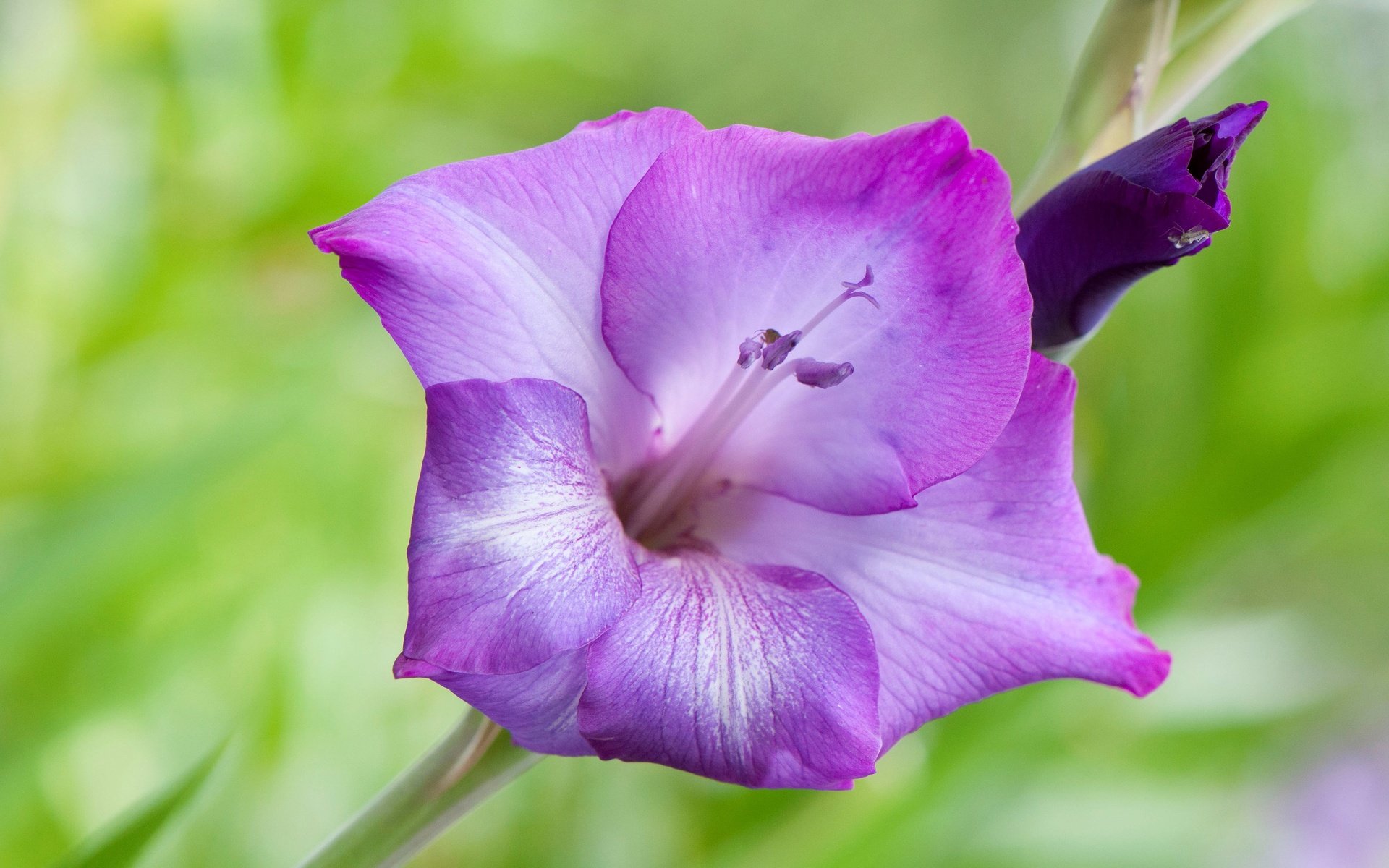 Обои природа, цветок, лепестки, гладиолус, nature, flower, petals, gladiolus разрешение 4164x2737 Загрузить