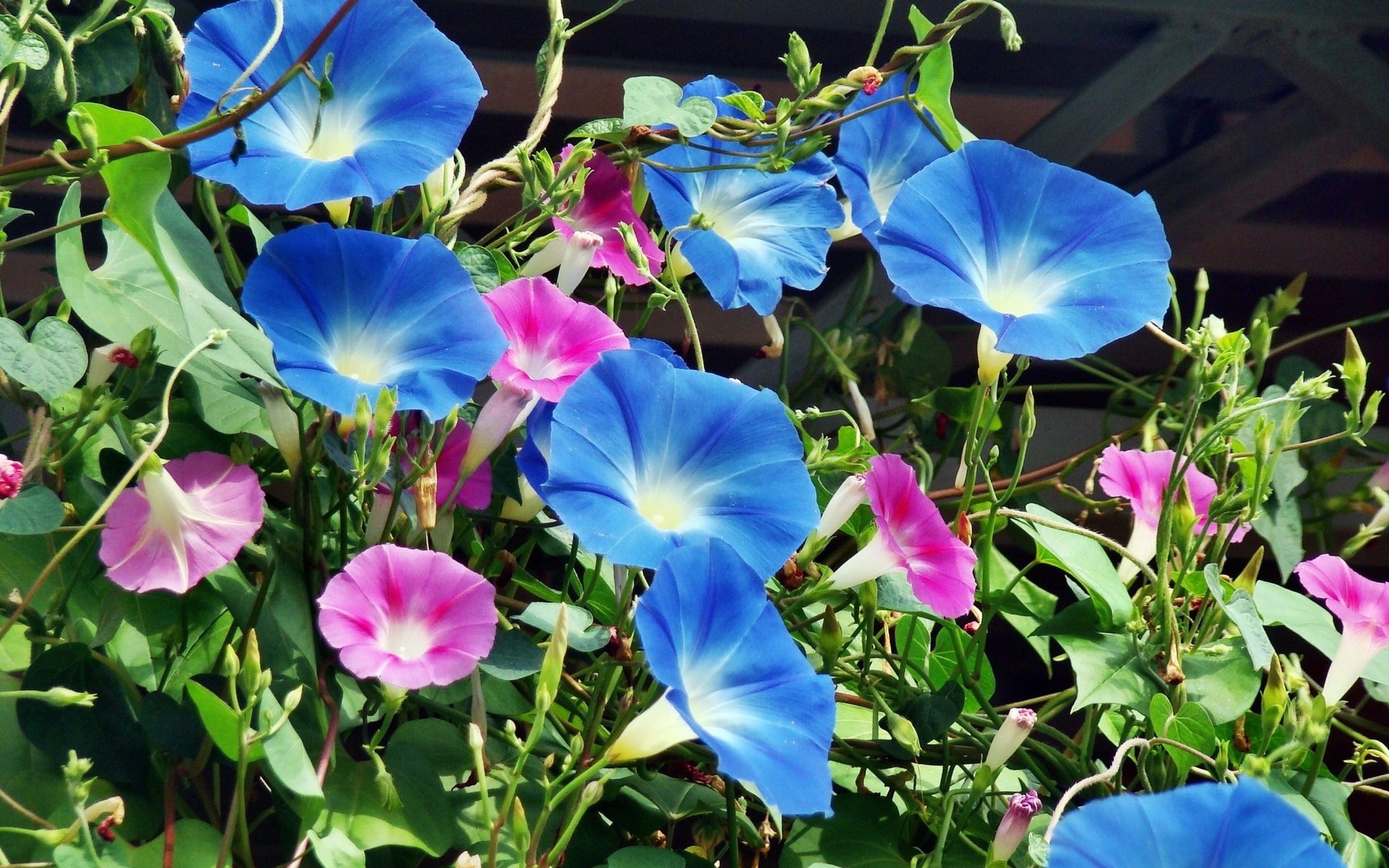 Обои цветы, листья, лепестки, крупный план, вьюнок, flowers, leaves, petals, close-up, bindweed разрешение 2620x1890 Загрузить