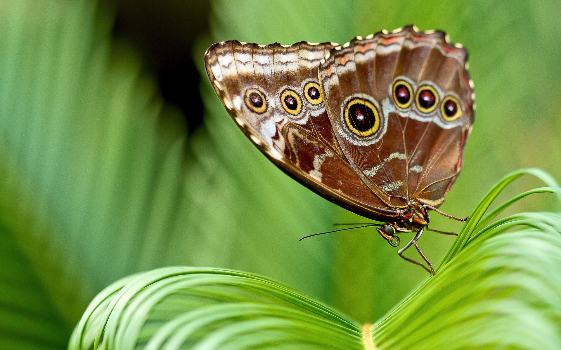 Обои листья, насекомое, бабочка, крылья, растение, leaves, insect, butterfly, wings, plant разрешение 2048x1365 Загрузить