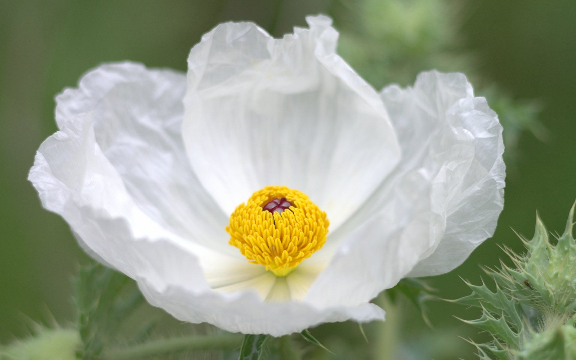 Обои макро, цветок, лепестки, белый, анемон, macro, flower, petals, white, anemone разрешение 2048x1245 Загрузить