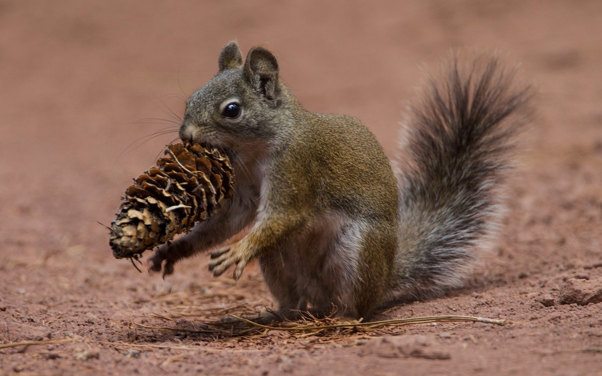 Обои ушки, шишка, белка, хвост, белочка, грызун, ears, bump, protein, tail, squirrel, rodent разрешение 2048x1332 Загрузить