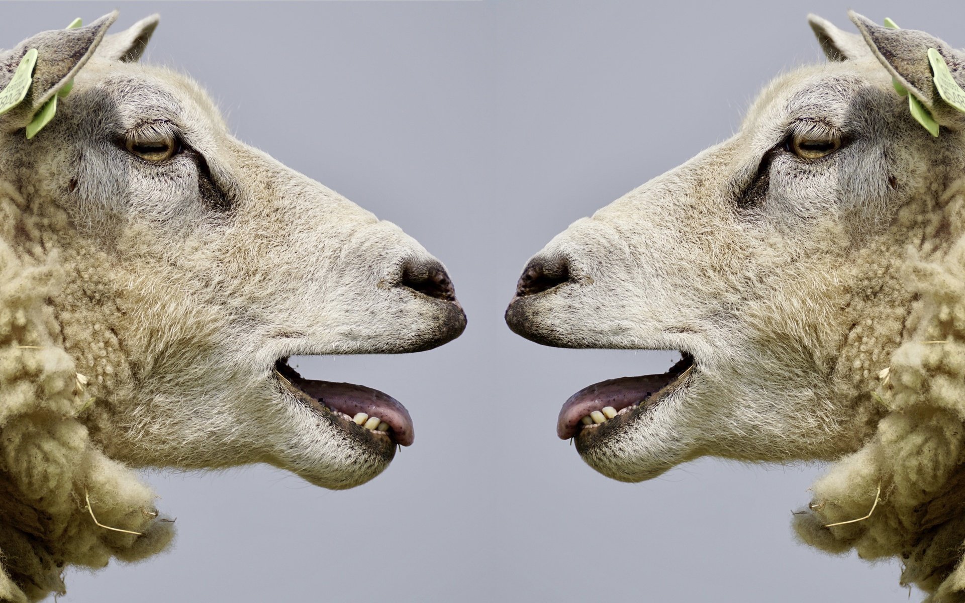 Обои профиль, овцы, голова, бараны, profile, sheep, head разрешение 6000x3607 Загрузить