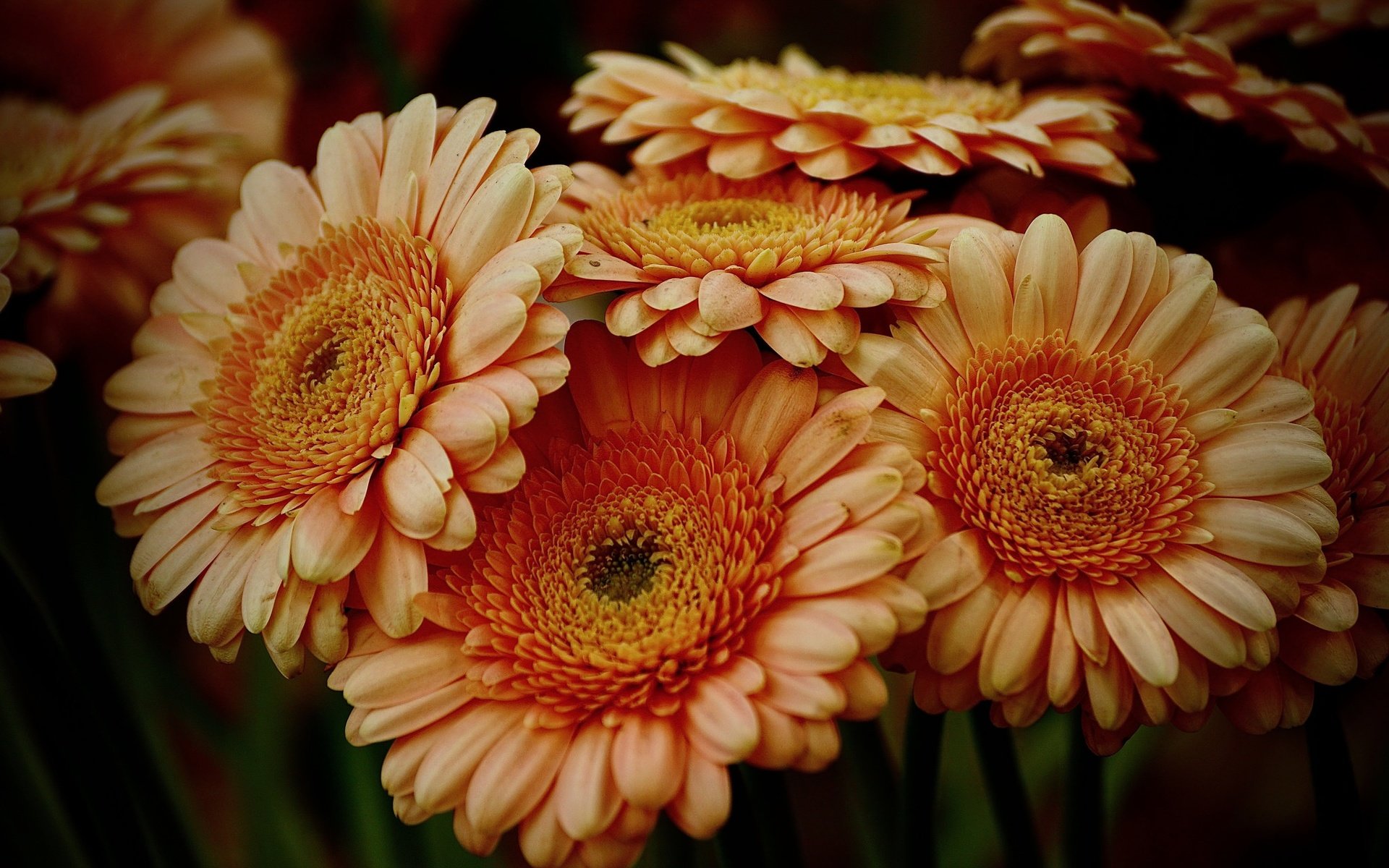 Обои цветы, лепестки, герберы, flowers, petals, gerbera разрешение 2048x1365 Загрузить