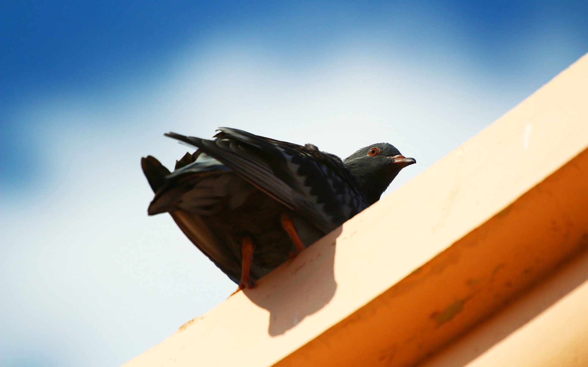 Обои небо, фон, взгляд, птица, клюв, перья, голубь, the sky, background, look, bird, beak, feathers, dove разрешение 1920x1280 Загрузить