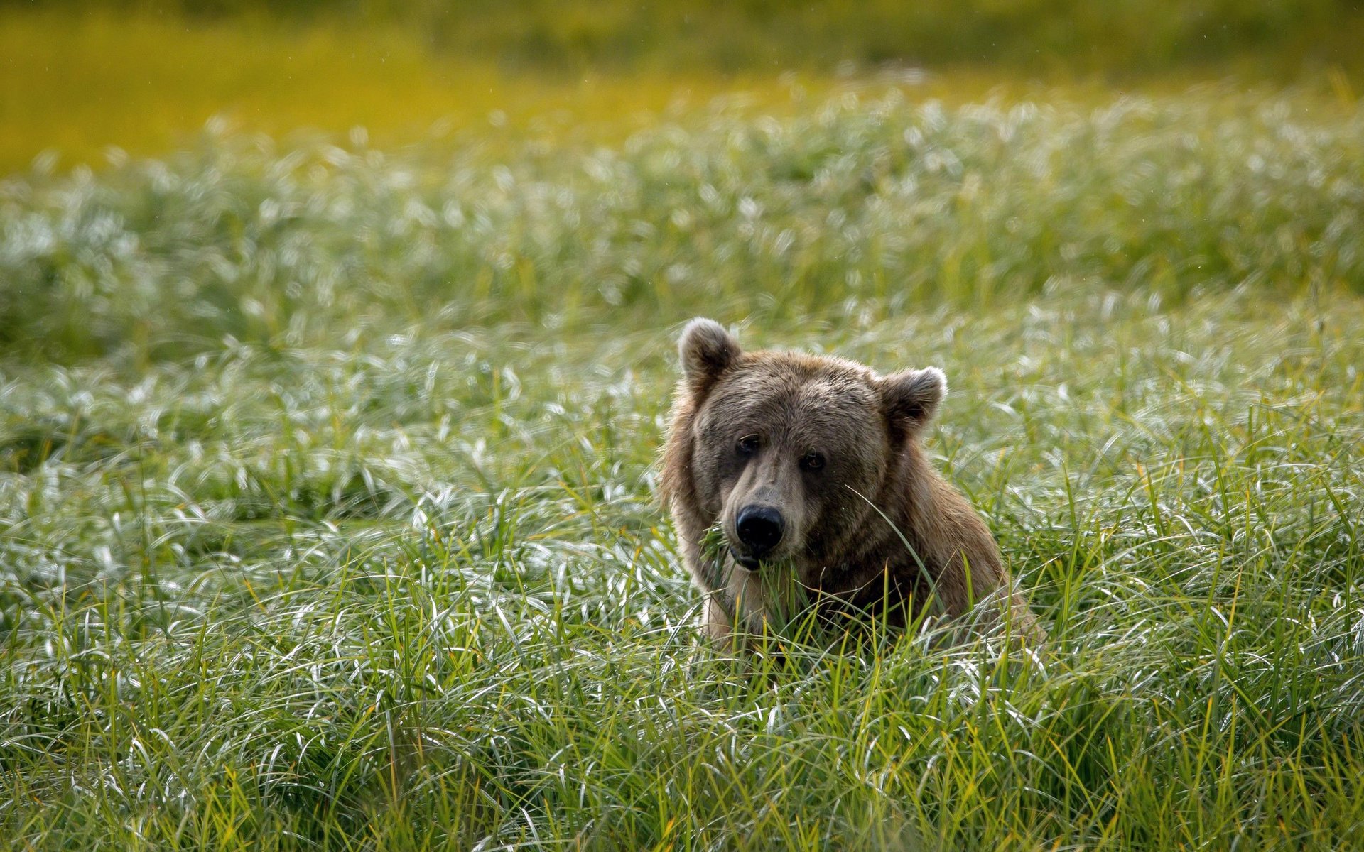 Обои морда, трава, фон, поле, взгляд, медведь, голова, face, grass, background, field, look, bear, head разрешение 2048x1365 Загрузить