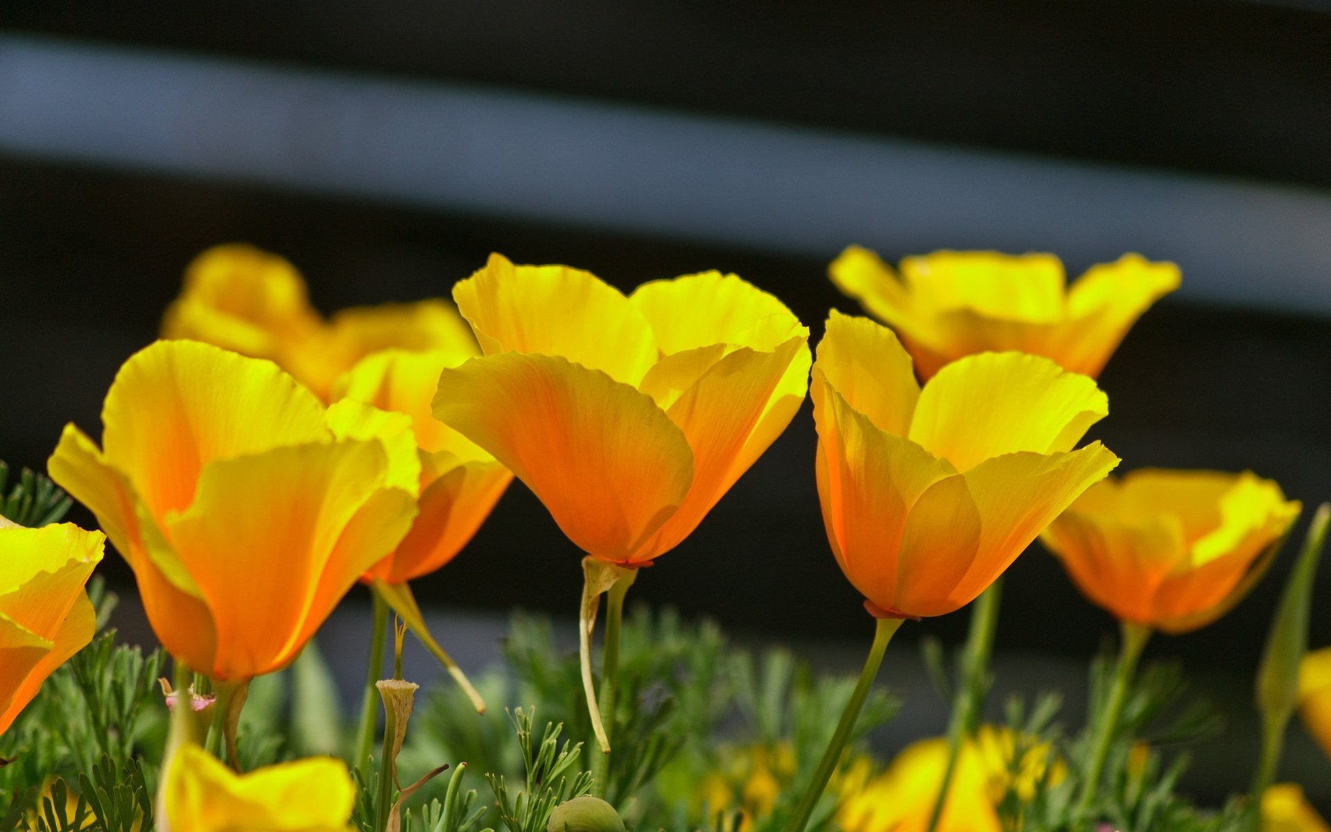 Обои цветы, лепестки, весна, эшшольция, калифорнийский мак, flowers, petals, spring, escholzia, california poppy разрешение 2136x1424 Загрузить