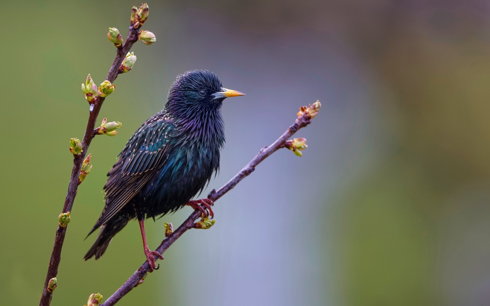 Обои ветка, листья, птица, клюв, перья, почки, скворец, branch, leaves, bird, beak, feathers, kidney, starling разрешение 2560x1440 Загрузить