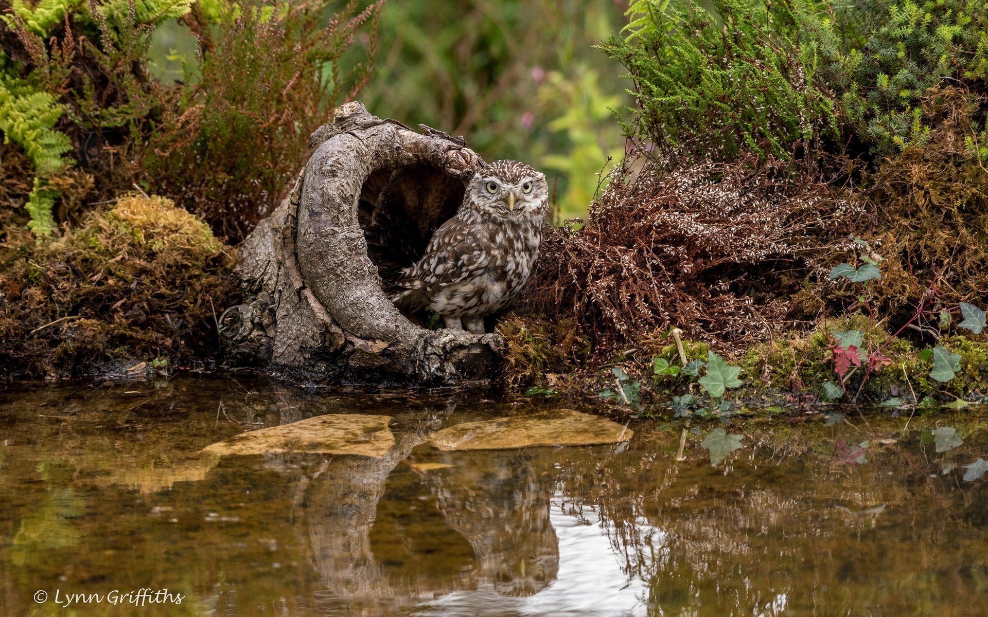 Обои вода, сова, растения, птица, мох, пень, домовый сыч, lynn griffiths, water, owl, plants, bird, moss, stump, the little owl разрешение 2048x1367 Загрузить