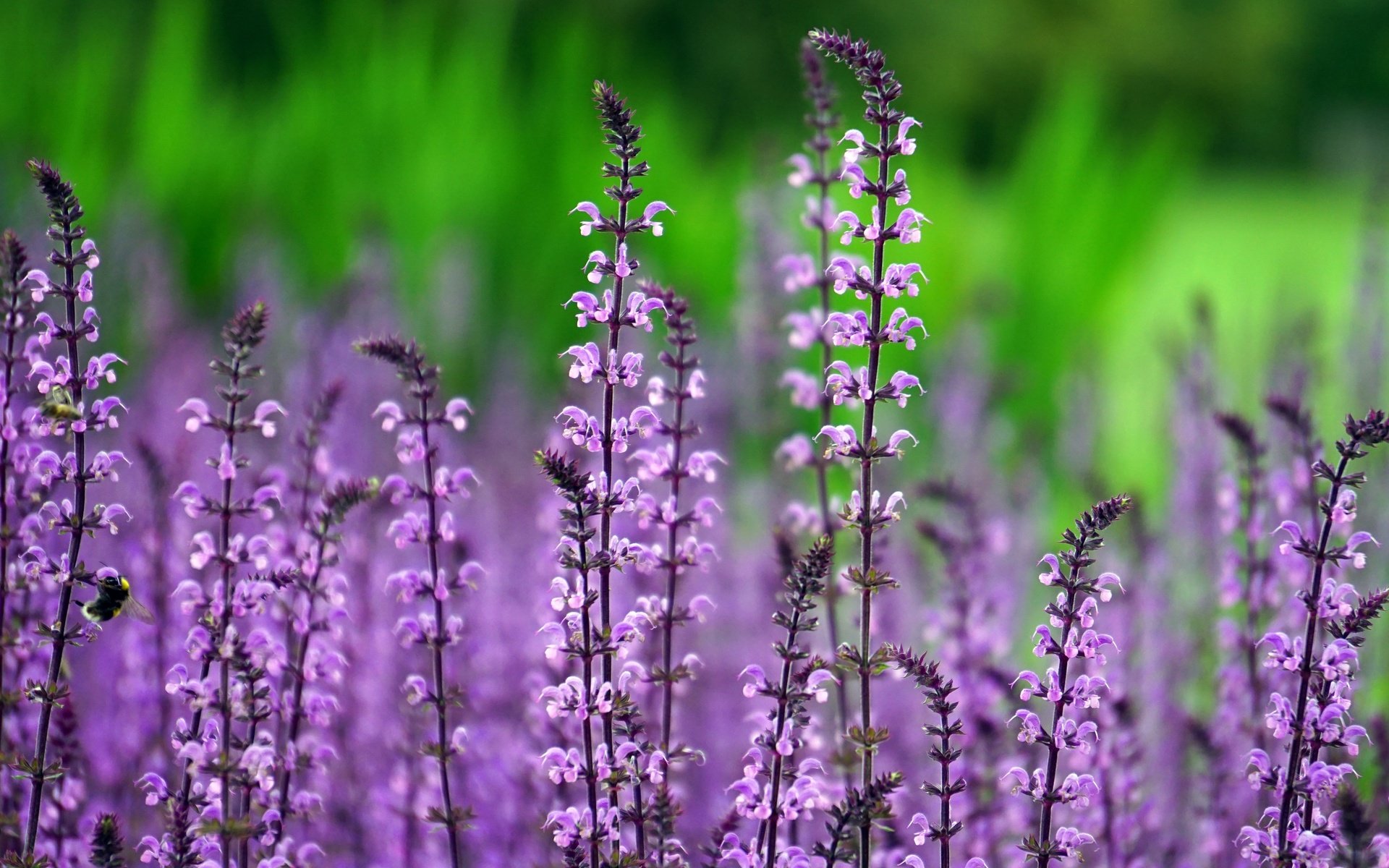 Обои цветы, стебли, полевые цветы, шалфей, flowers, stems, wildflowers, sage разрешение 6000x3376 Загрузить