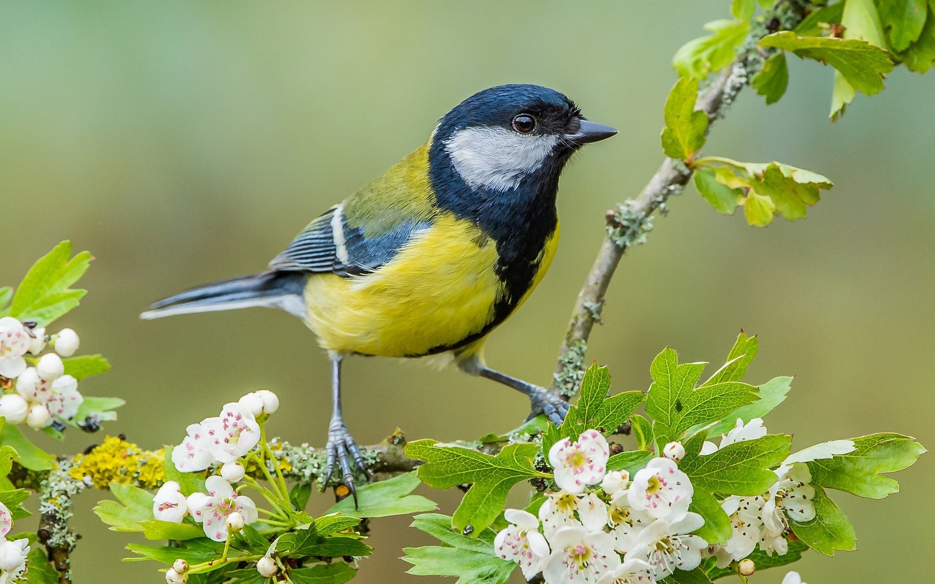 Обои ветка, цветение, птица, цветки, синица, боярышник, branch, flowering, bird, flowers, tit, hawthorn разрешение 2048x1312 Загрузить