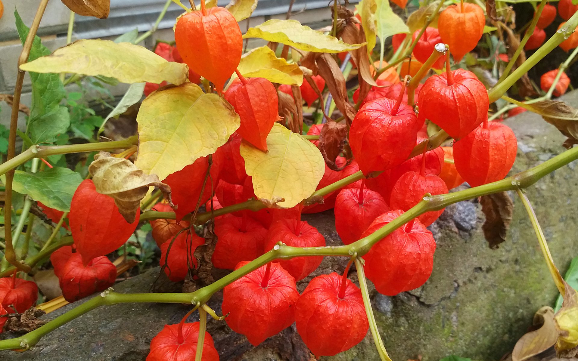 Обои физалис, физалис ветка красный, physalis, physalis branch red разрешение 3640x2190 Загрузить