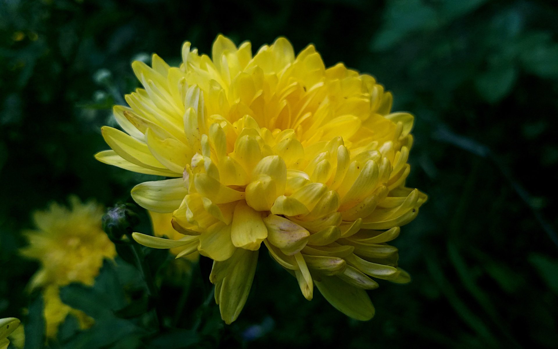 Обои хризантема желтая фон темный, chrysanthemum yellow background dark разрешение 4160x2340 Загрузить