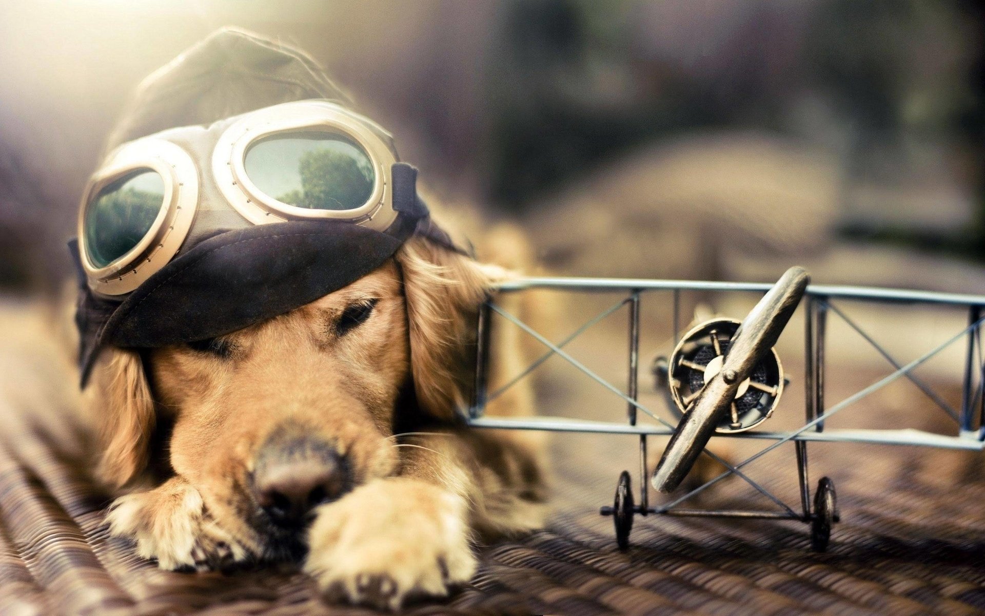 Обои самолет, лётчик, очки, собака, голден ретривер, шлемофон, the plane, pilot, glasses, dog, golden retriever, headset разрешение 2560x1600 Загрузить