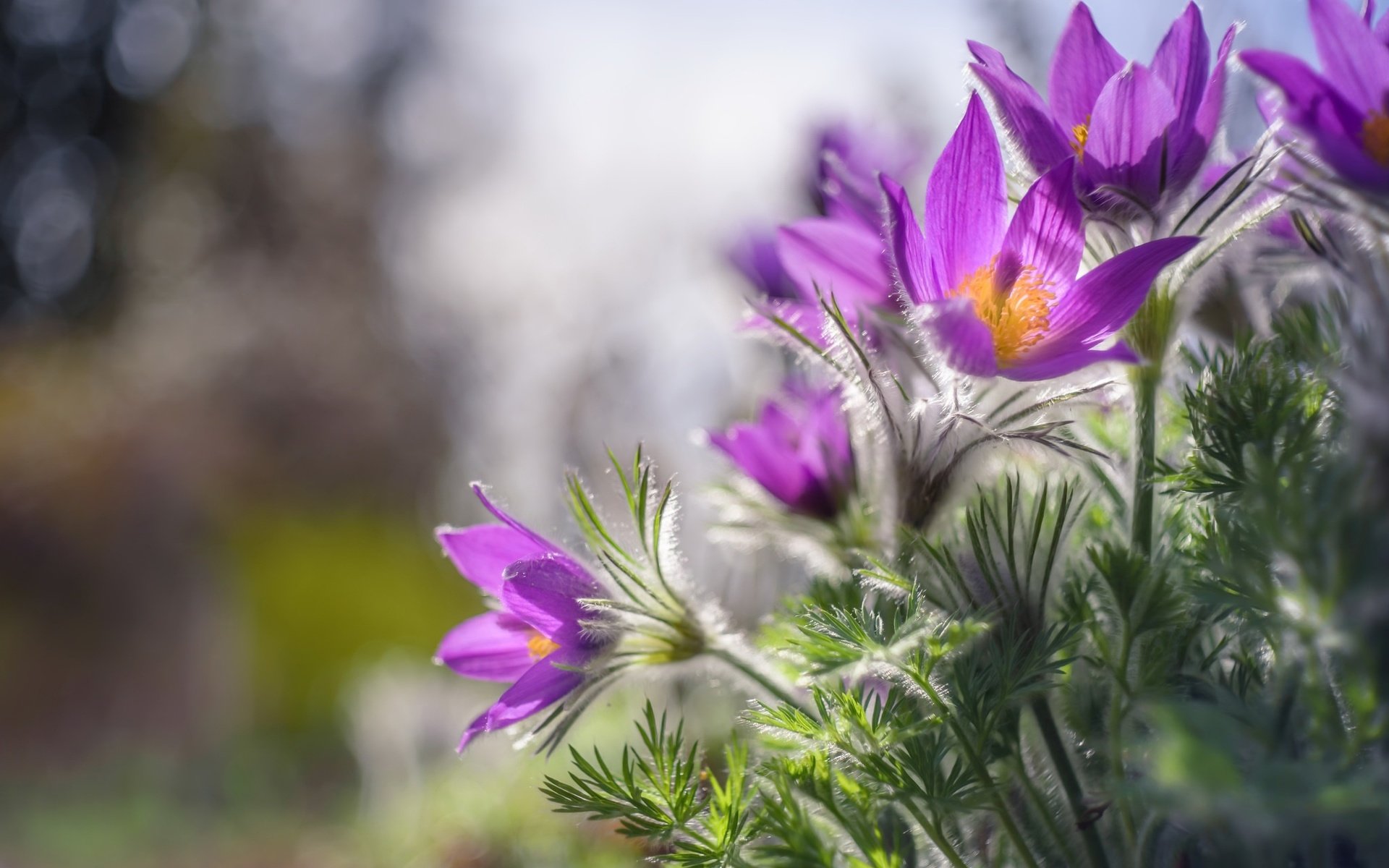 Обои цветы, природа, весна, сон-трава, flowers, nature, spring, sleep-grass разрешение 2048x1367 Загрузить