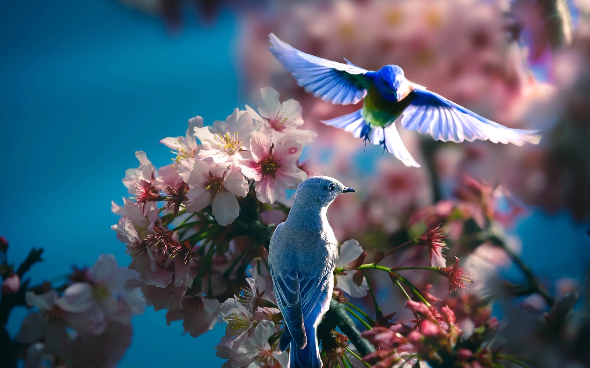 Обои природа, цветение, ветки, птицы, весна, пара, синица, thai phung, hai hung, nature, flowering, branches, birds, spring, pair, tit разрешение 2048x1365 Загрузить