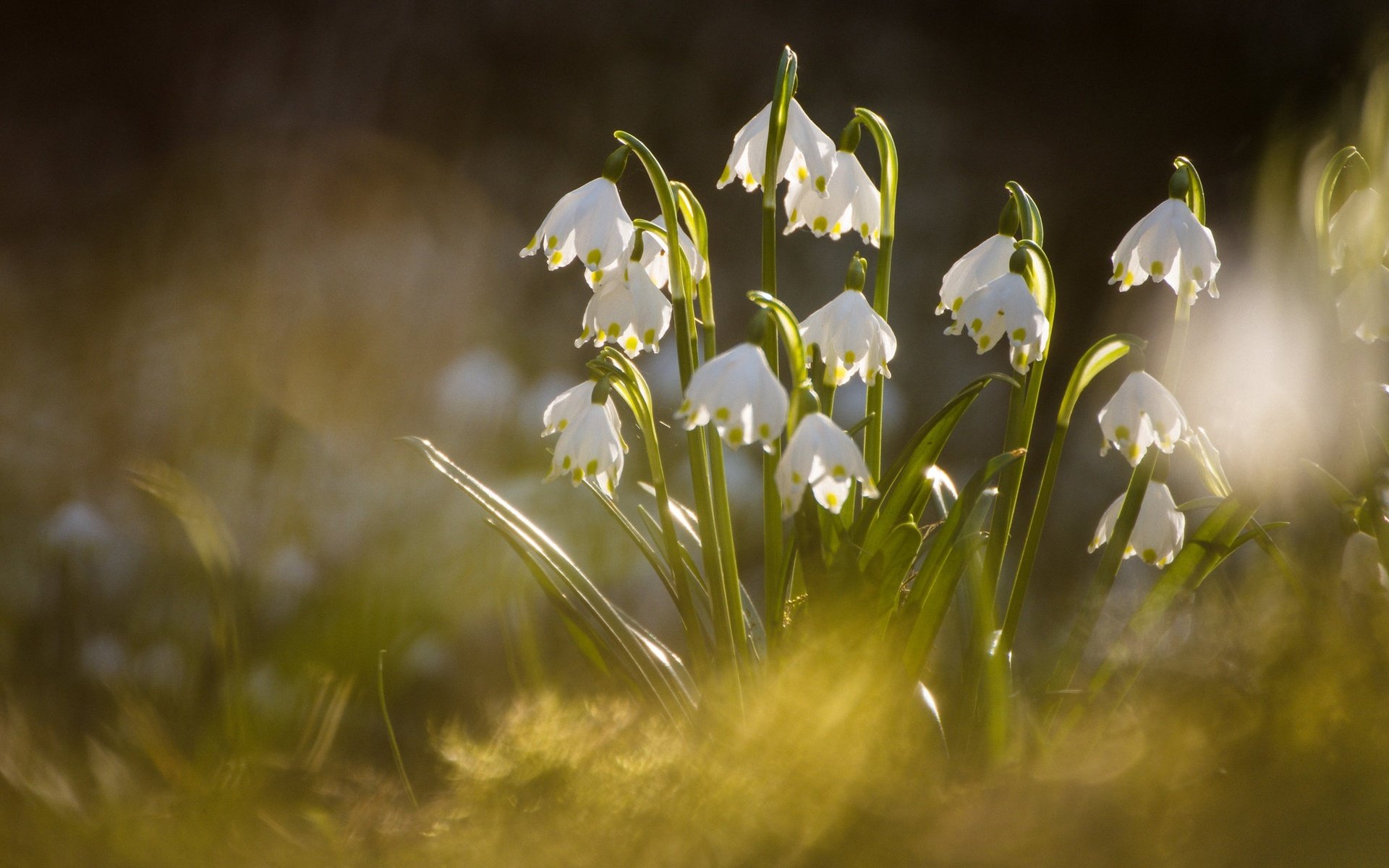 Обои макро, весна, боке, белоцветник, macro, spring, bokeh, snowflake разрешение 2048x1367 Загрузить