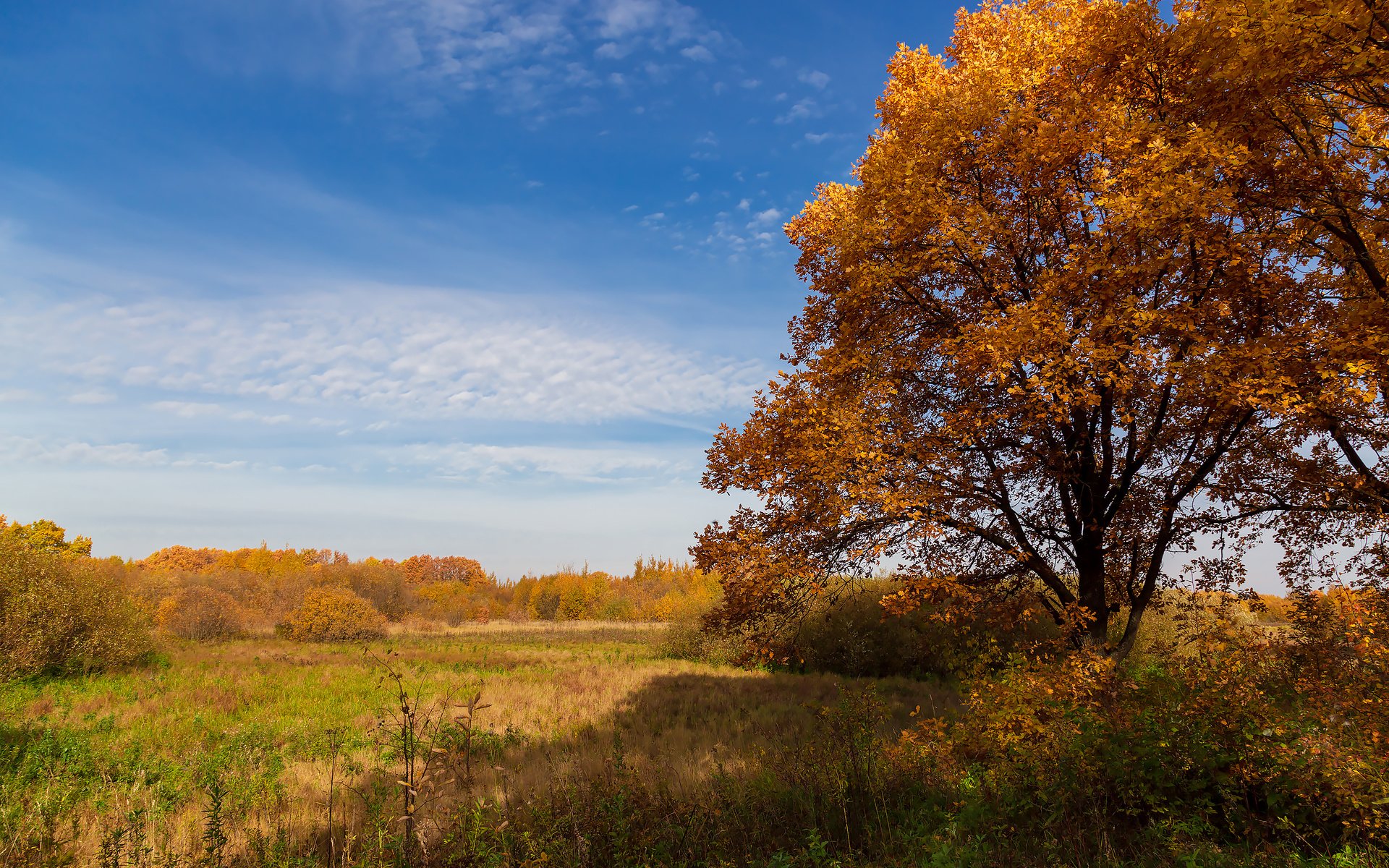 Обои небо, деревья, природа, пейзаж, поле, осень, дуб, the sky, trees, nature, landscape, field, autumn, oak разрешение 2304x1536 Загрузить