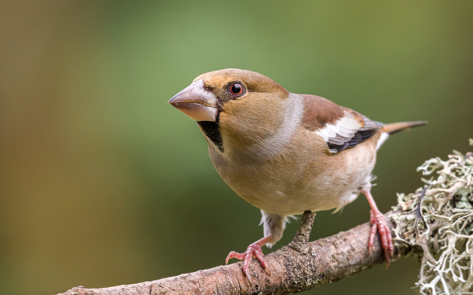 Обои ветка, поза, дубонос, branch, pose, grosbeak разрешение 2560x1600 Загрузить