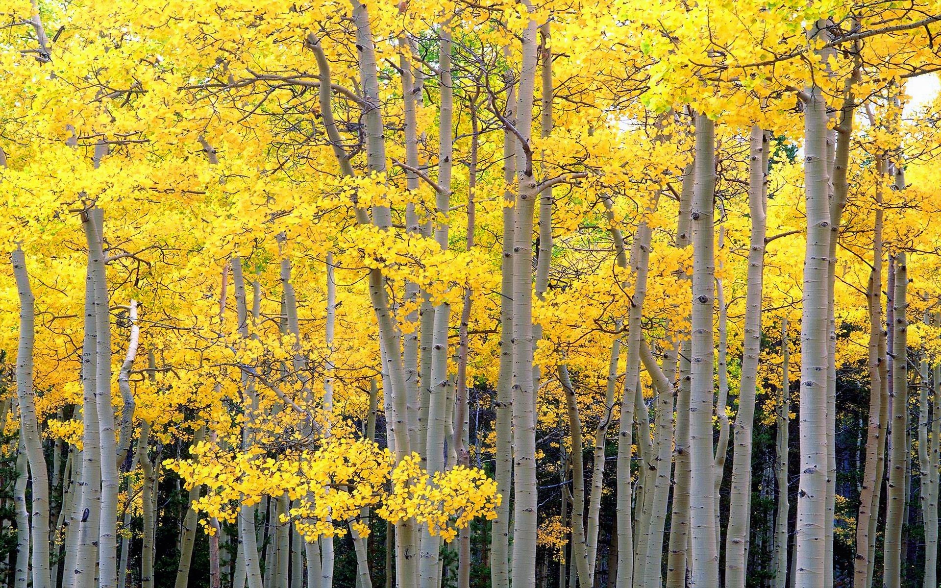 Обои деревья, лес, стволы, осень, осина, trees, forest, trunks, autumn, aspen разрешение 2560x1600 Загрузить