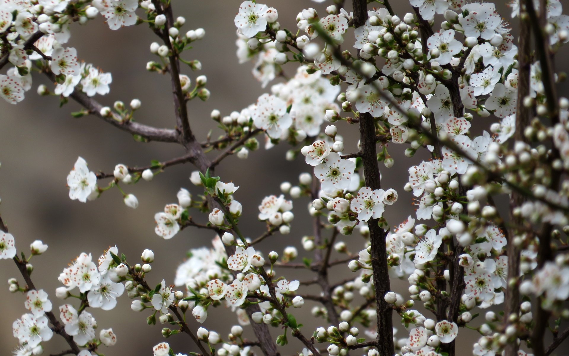 Обои цветы, природа, дерево, цветение, весна, вишня, сакура, flowers, nature, tree, flowering, spring, cherry, sakura разрешение 4000x3000 Загрузить