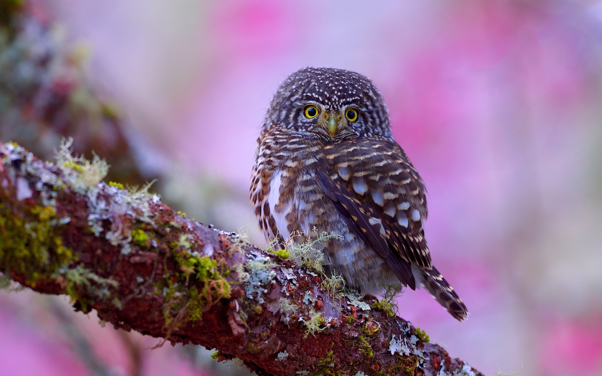 Обои цветы, сыч, сова, ветка, дерево, цветение, фон, взгляд, птица, flowers, owl, branch, tree, flowering, background, look, bird разрешение 2560x1600 Загрузить