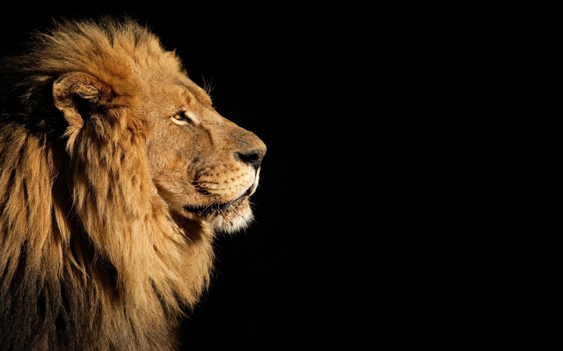 Обои морда, взгляд, хищник, лев, грива, face, look, predator, leo, mane разрешение 1920x1433 Загрузить