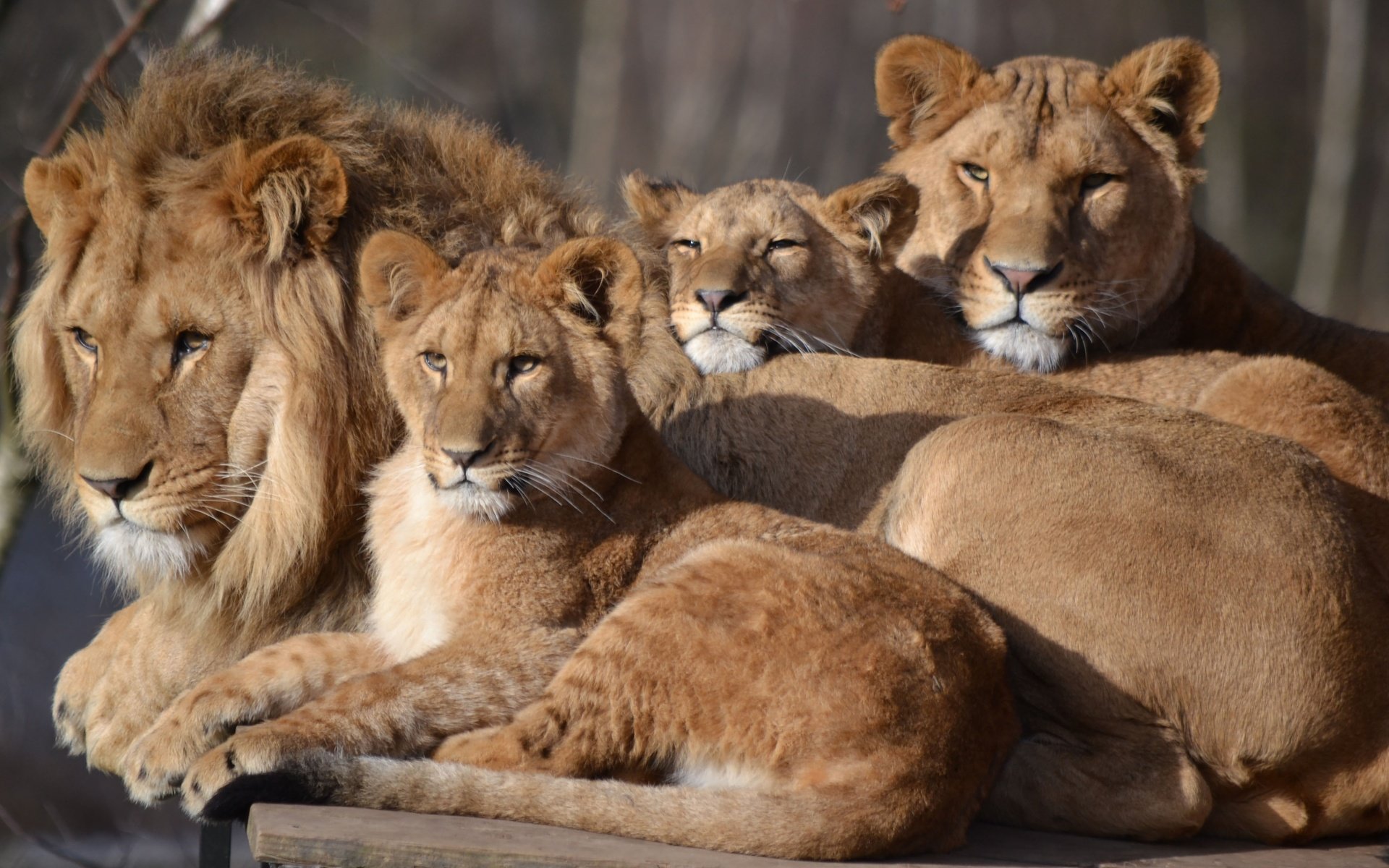 Обои семья, лев, львица, зоопарк, детеныши, большой кот, сафари, family, leo, lioness, zoo, cubs, big cat, safari разрешение 4068x2492 Загрузить