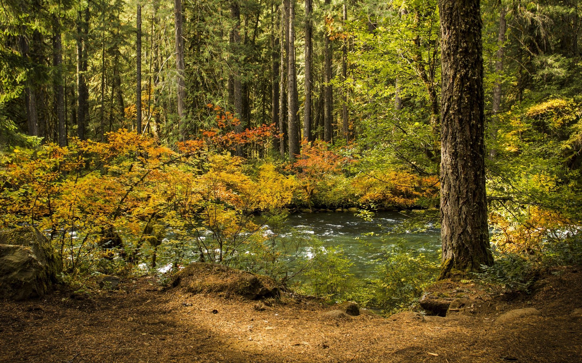 Обои деревья, осень, вода, река, природа, дерево, лес, листья, пейзаж, trees, autumn, water, river, nature, tree, forest, leaves, landscape разрешение 3840x2400 Загрузить