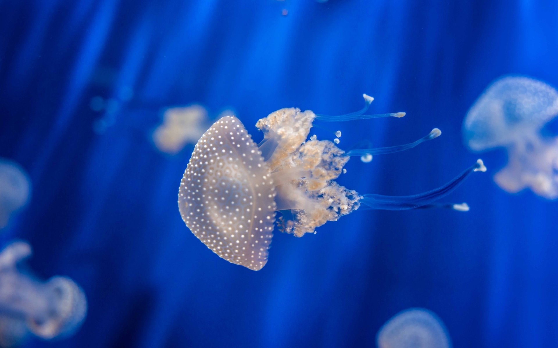 Обои медуза, медузы, подводный мир, medusa, jellyfish, underwater world разрешение 7680x4320 Загрузить