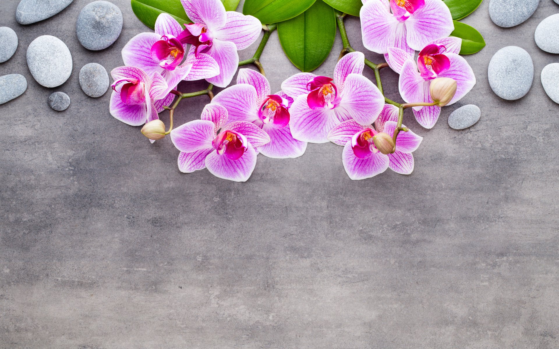 Обои камни, серый фон, розовые цветы, орхидеи, stones, grey background, pink flowers, orchids разрешение 5426x3617 Загрузить