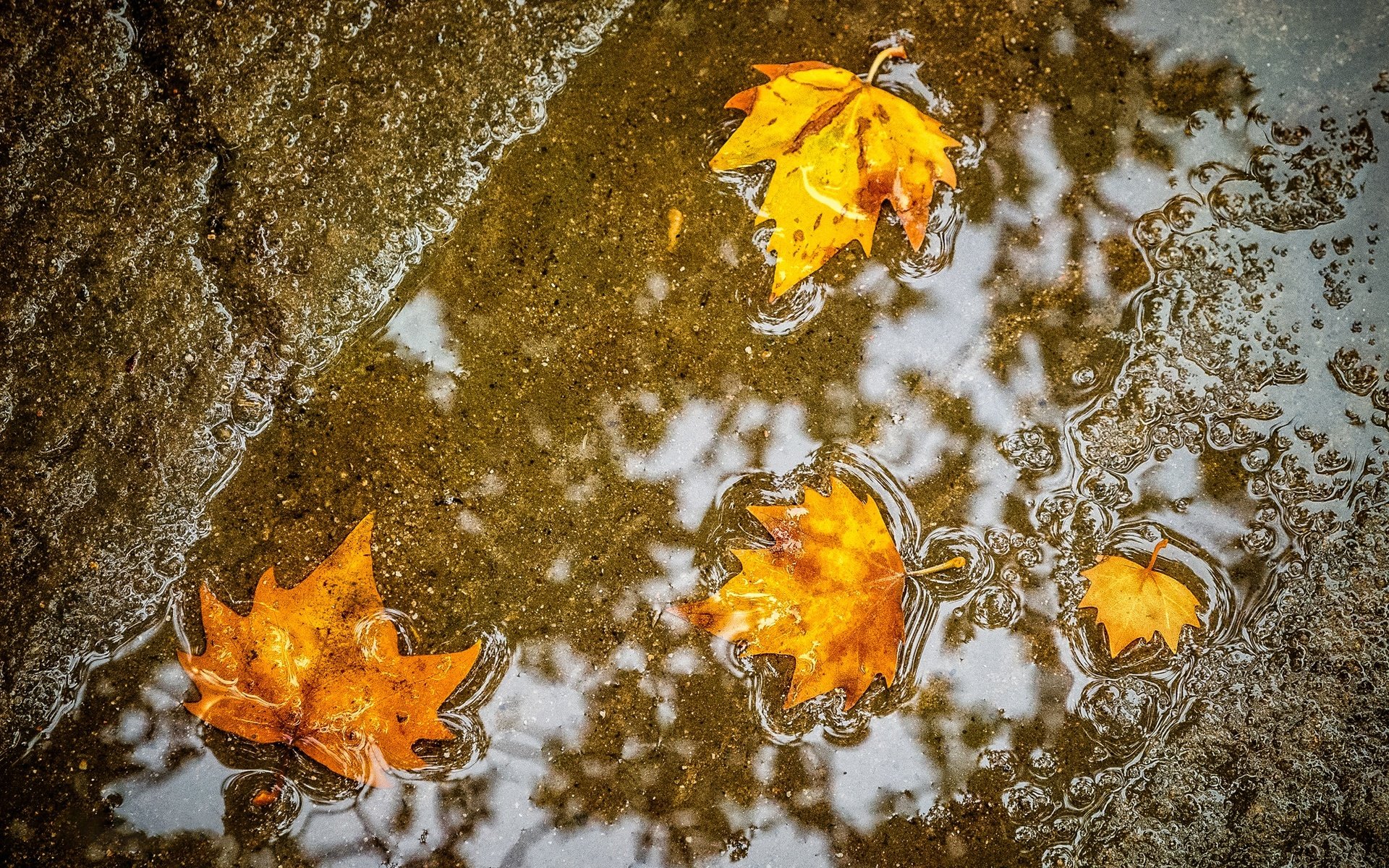 Обои листья, осень, клен, лужа, leaves, autumn, maple, puddle разрешение 1984x1323 Загрузить