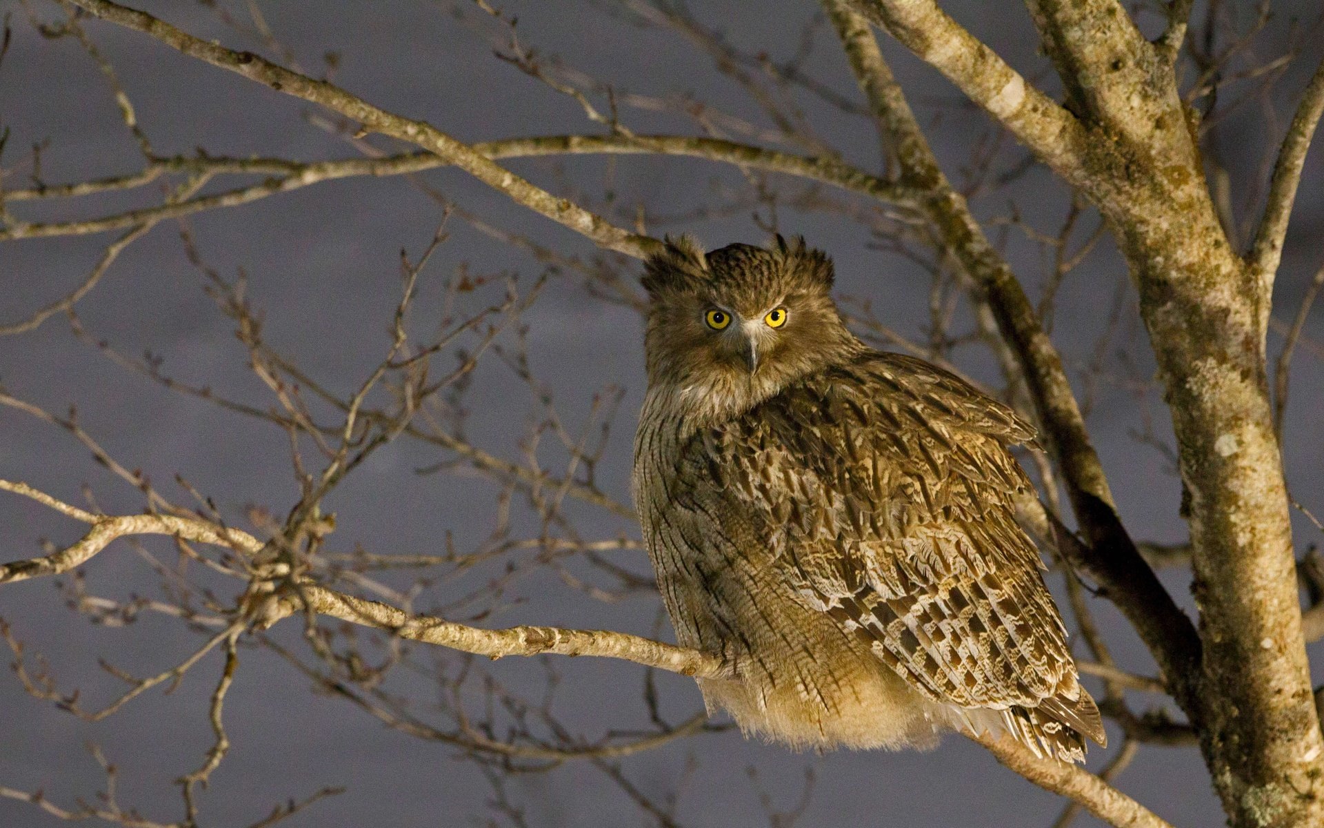 Обои япония, птица, japan, bird разрешение 4458x2508 Загрузить