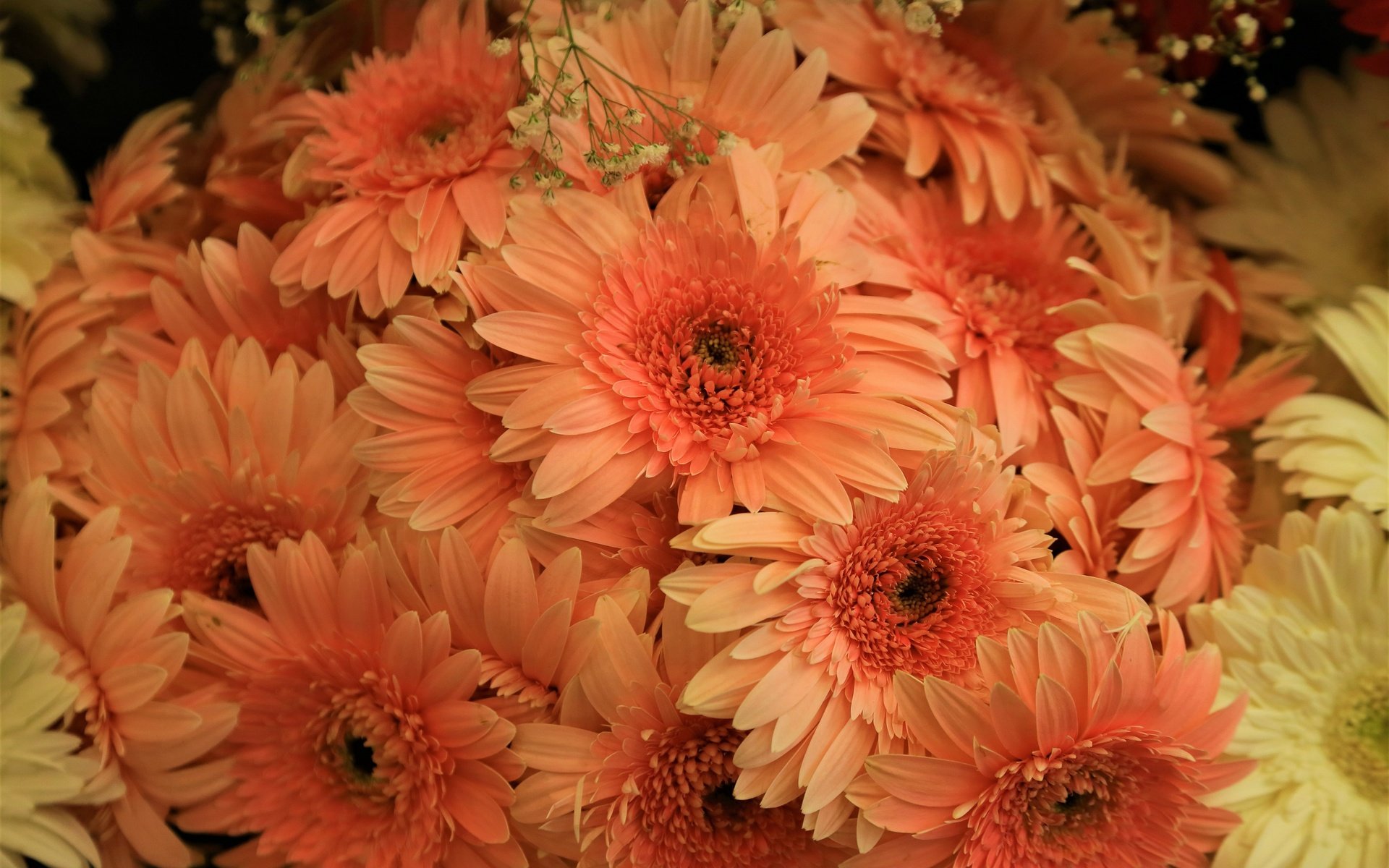Обои цветы, букет, много, оранжевые, герберы, хризантемы, flowers, bouquet, a lot, orange, gerbera, chrysanthemum разрешение 3840x2560 Загрузить