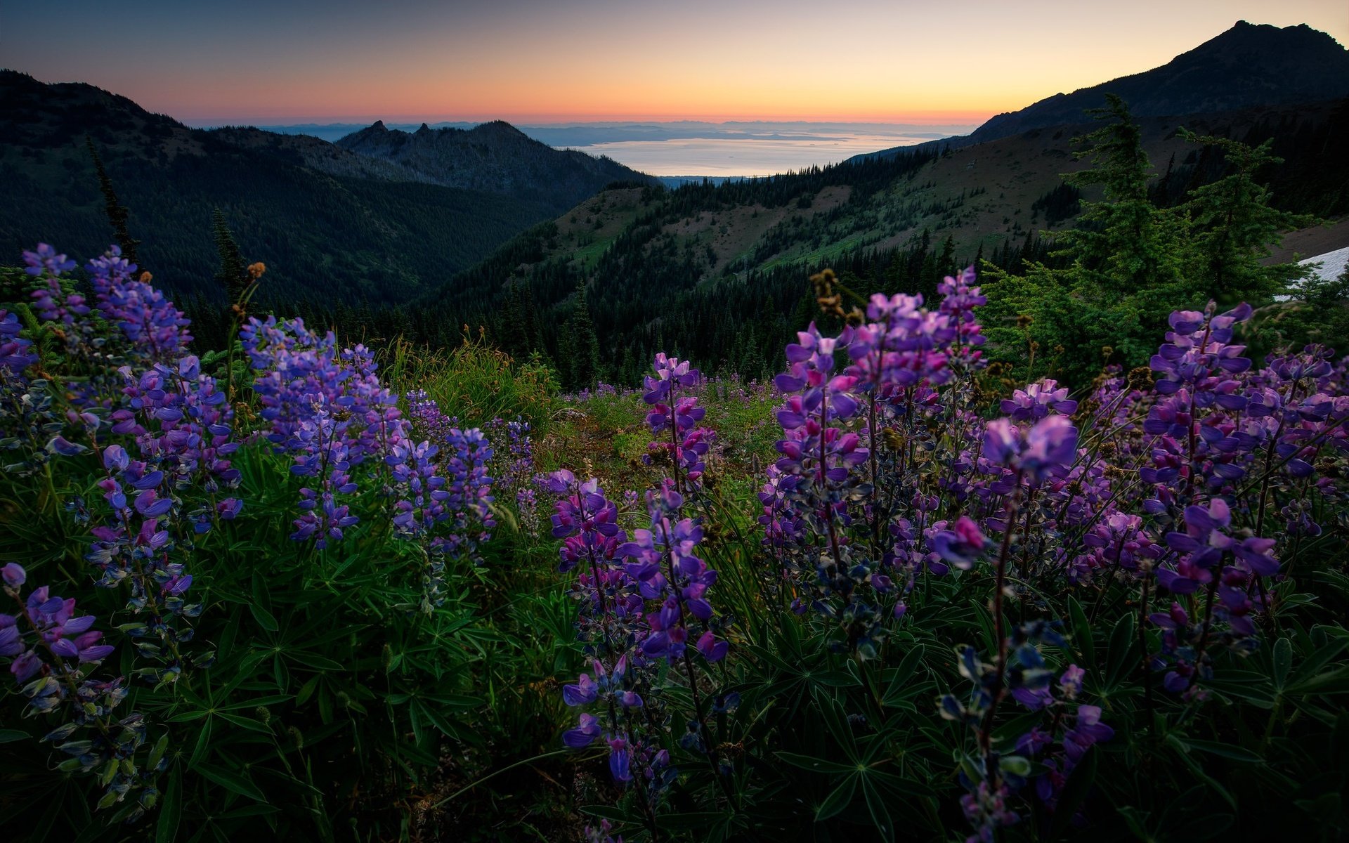 Обои цветы, горы, лес, лето, луг, даль, люпины, flowers, mountains, forest, summer, meadow, dal, lupins разрешение 2048x1365 Загрузить