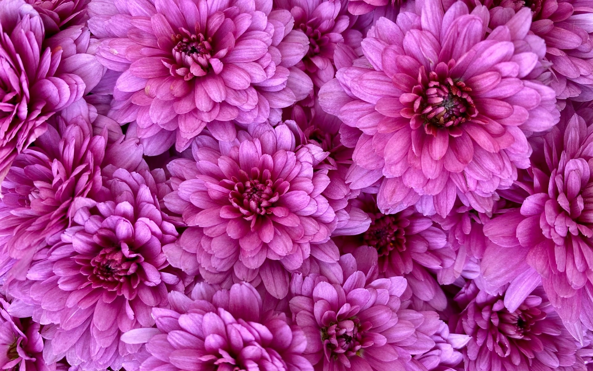 Обои цветы, розовые, много, хризантемы, flowers, pink, a lot, chrysanthemum разрешение 2880x2160 Загрузить