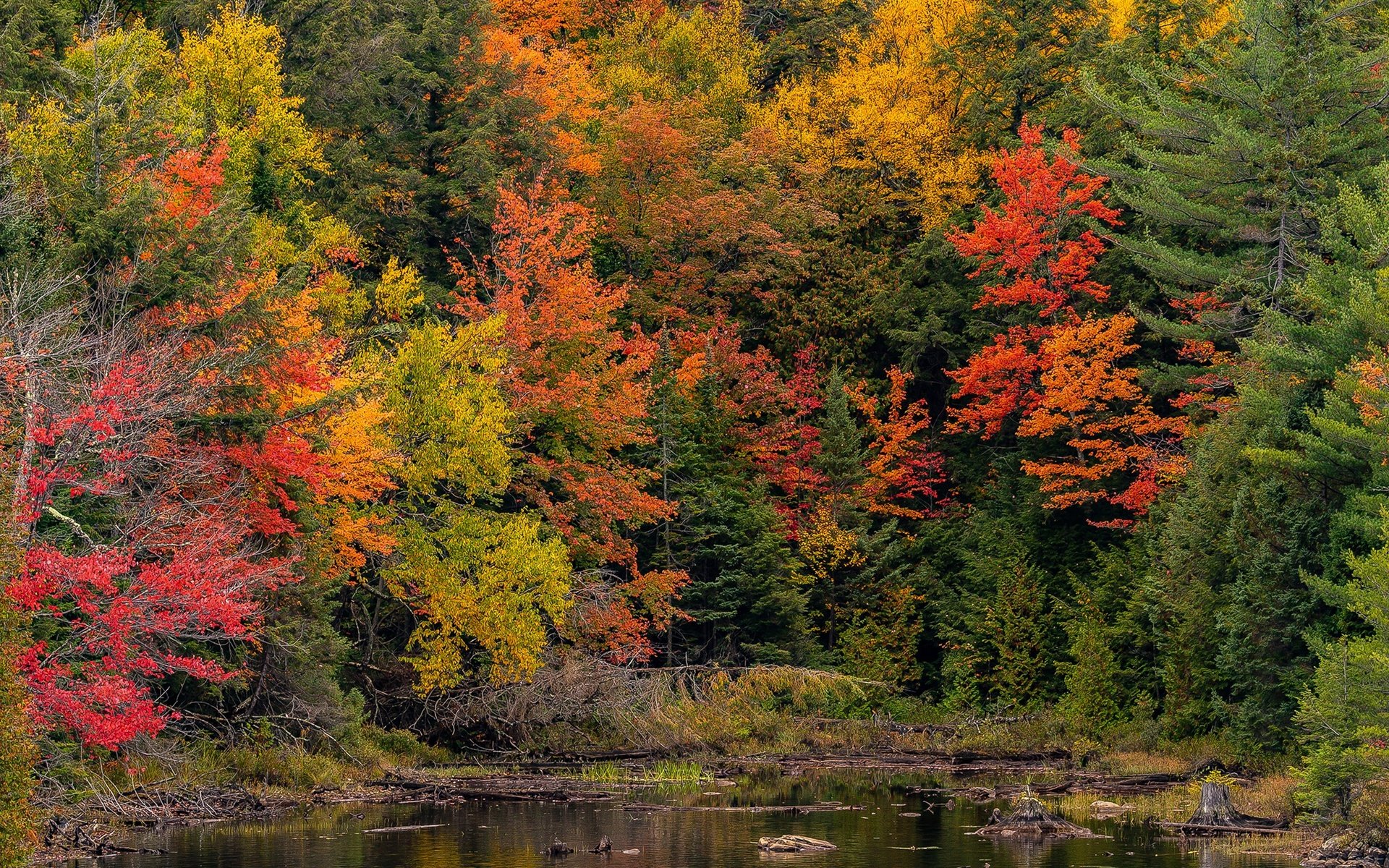 Обои деревья, лес, парк, осень, пруд, канада, онтарио, algonquin, algonquin park, trees, forest, park, autumn, pond, canada, ontario разрешение 2048x1365 Загрузить