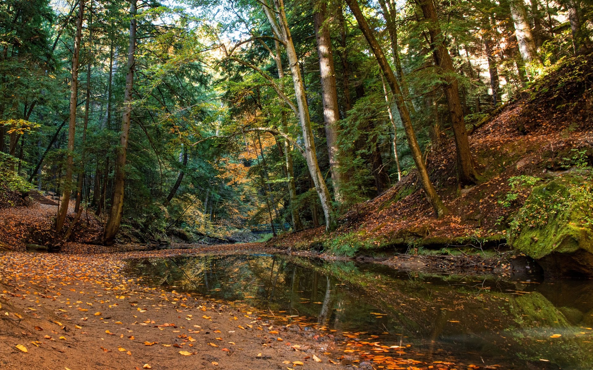 Обои деревья, лес, ручей, осень, огайо, trees, forest, stream, autumn, ohio разрешение 4000x2597 Загрузить