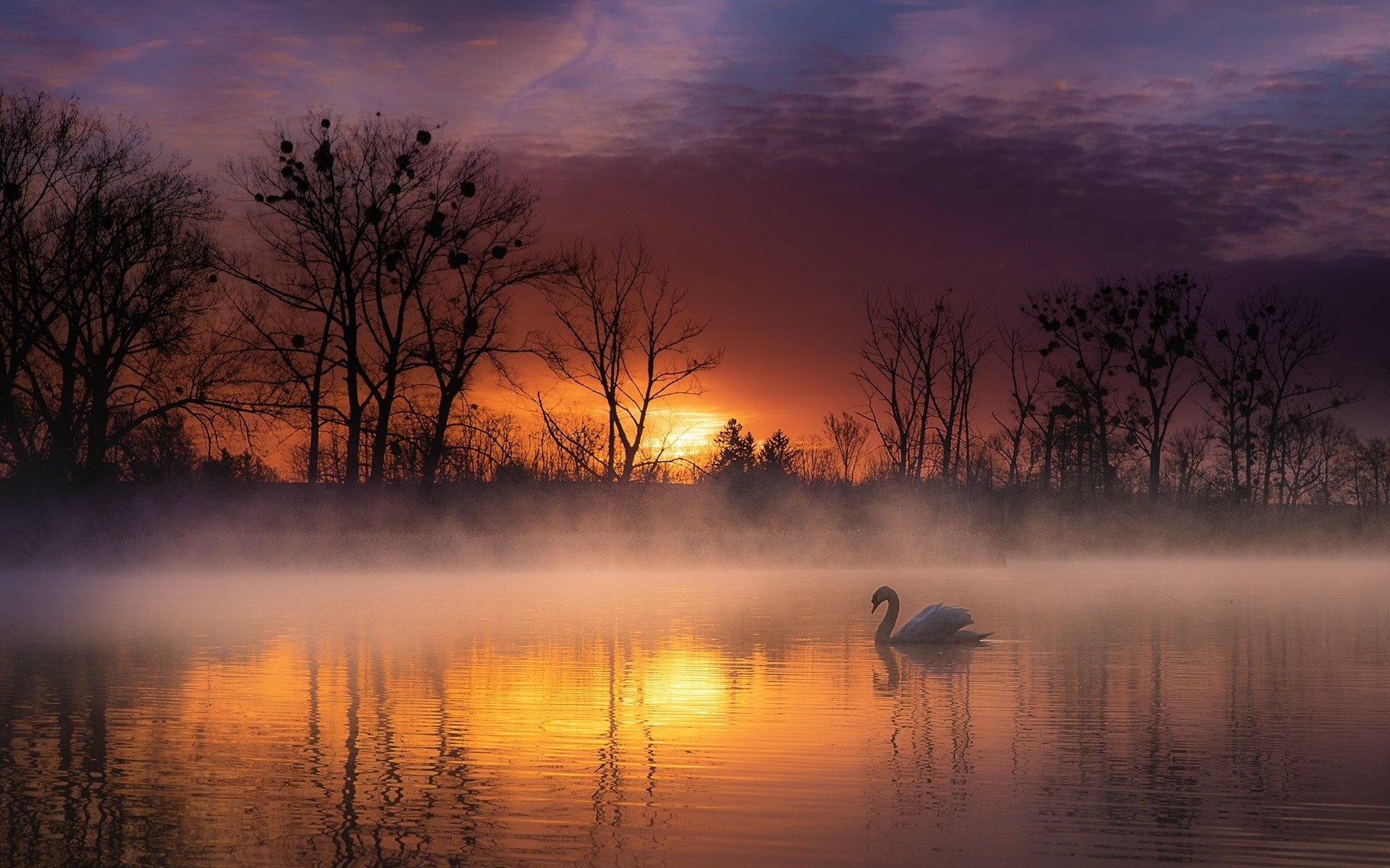 Обои деревья, озеро, природа, закат, пейзаж, туман, птица, лебедь, trees, lake, nature, sunset, landscape, fog, bird, swan разрешение 2200x1383 Загрузить