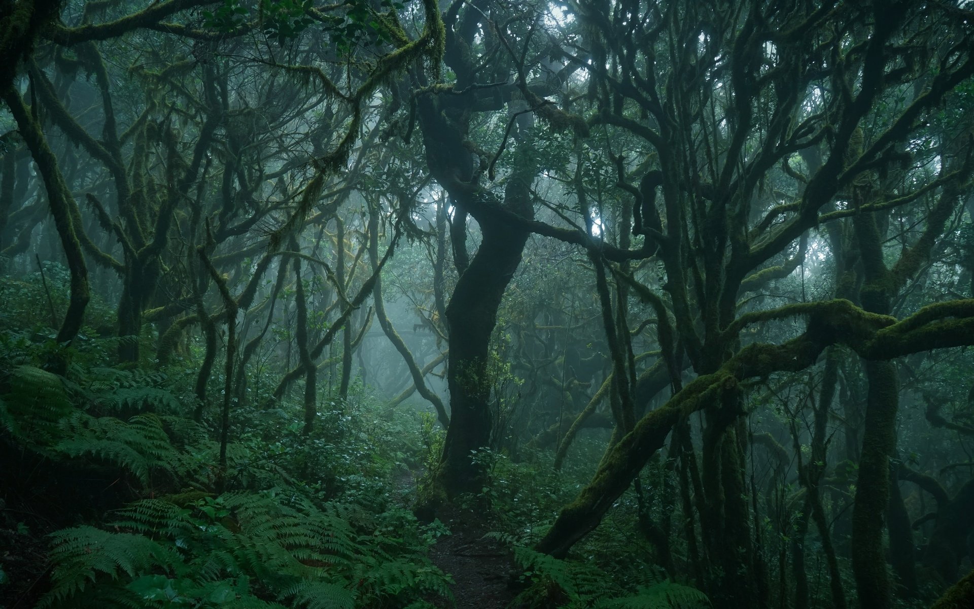 Обои деревья, природа, лес, туман, ветки, тропинка, папоротник, trees, nature, forest, fog, branches, path, fern разрешение 3840x2160 Загрузить