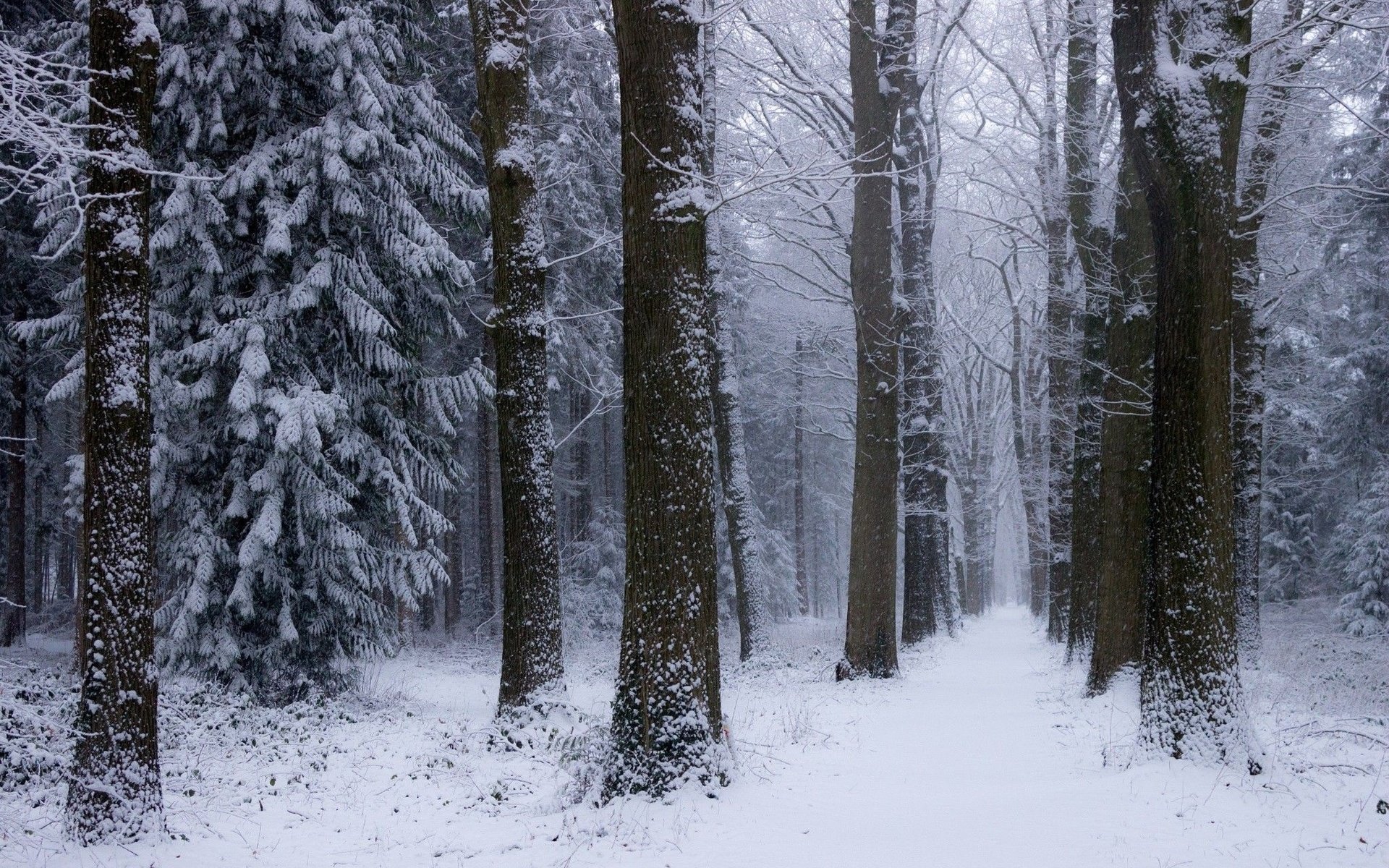 Обои деревья, снег, природа, лес, зима, нидерланды, trees, snow, nature, forest, winter, netherlands разрешение 2048x1365 Загрузить