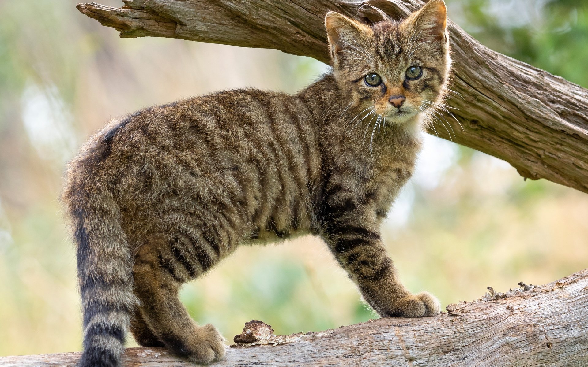 Обои дерево, кот, ветки, котенок, детеныш, дикий кот, лесной кот, tree, cat, branches, kitty, cub, wild cat, wildcat разрешение 3605x3605 Загрузить