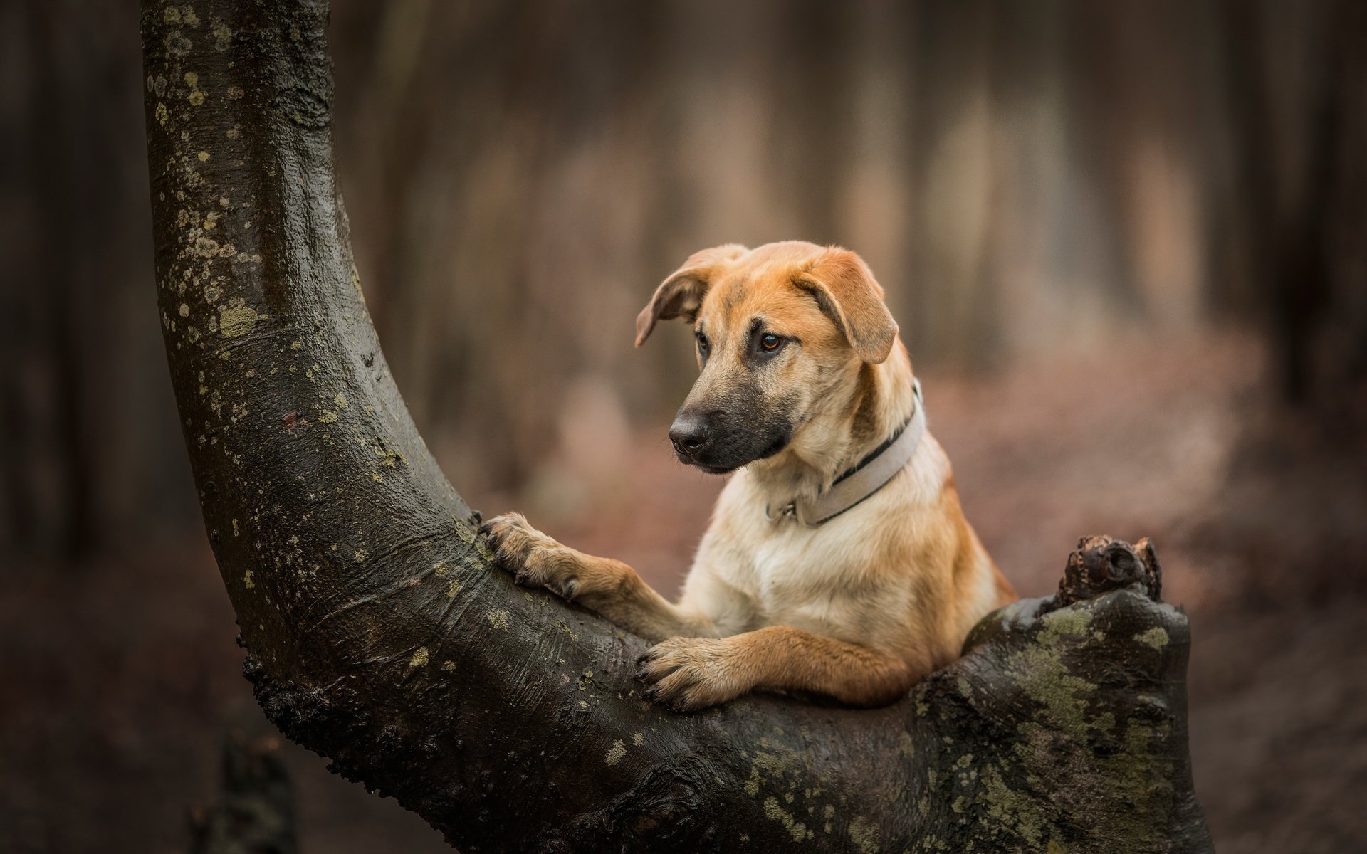 Обои дерево, собака, боке, tree, dog, bokeh разрешение 6162x4108 Загрузить