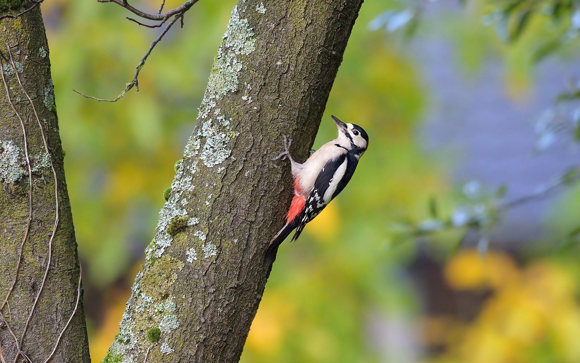 Обои дерево, ветки, птица, дятел, tree, branches, bird, woodpecker разрешение 2000x1330 Загрузить