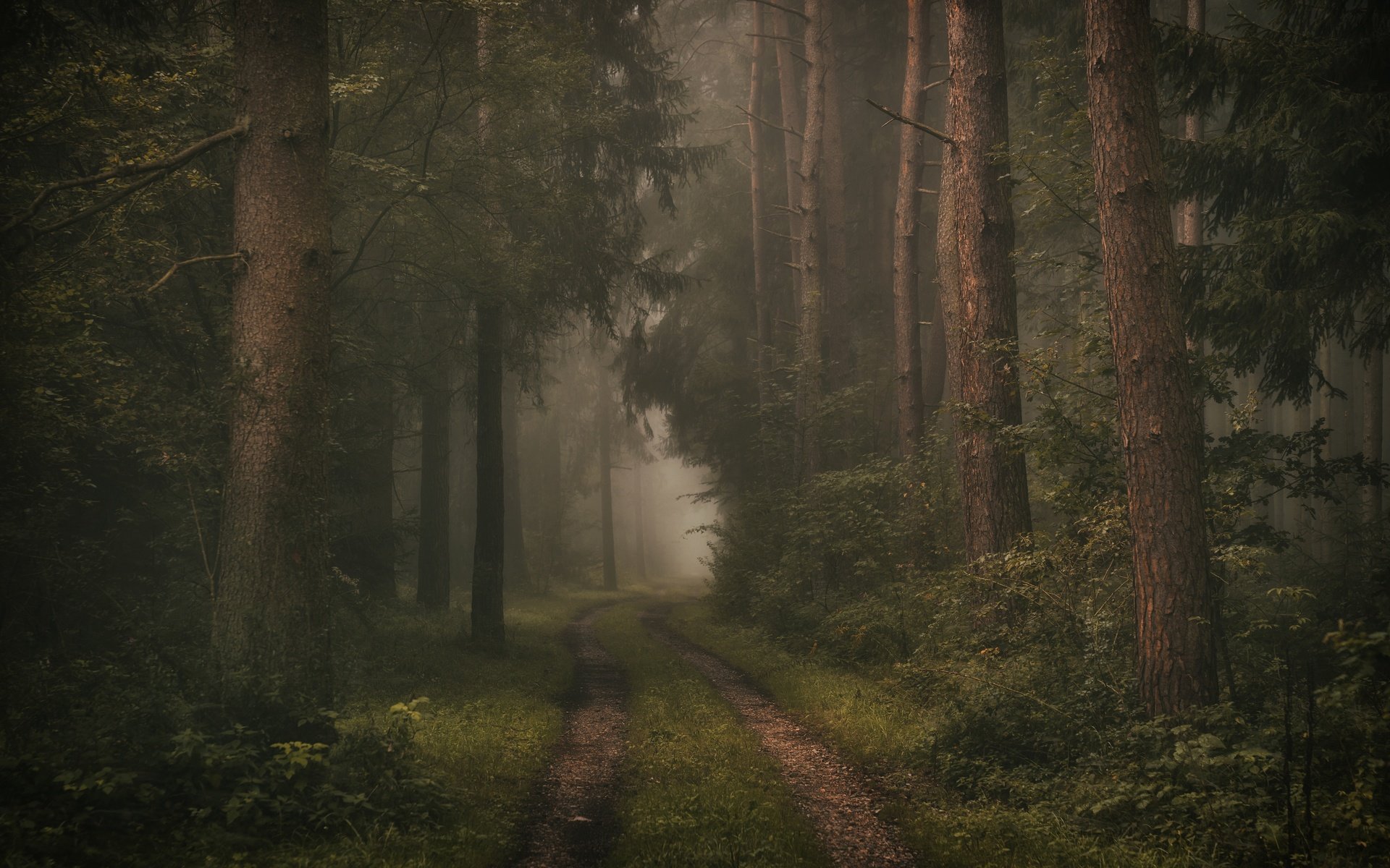 Обои дорога, деревья, лес, road, trees, forest разрешение 6000x4000 Загрузить