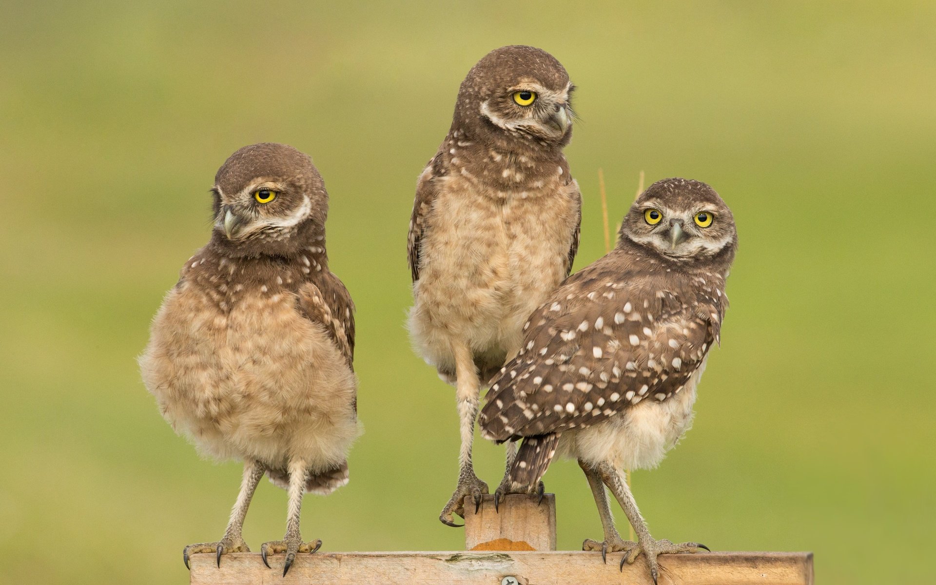 Обои фон, забор, доски, птицы, совы, сычи, background, the fence, board, birds, owls разрешение 4096x2930 Загрузить