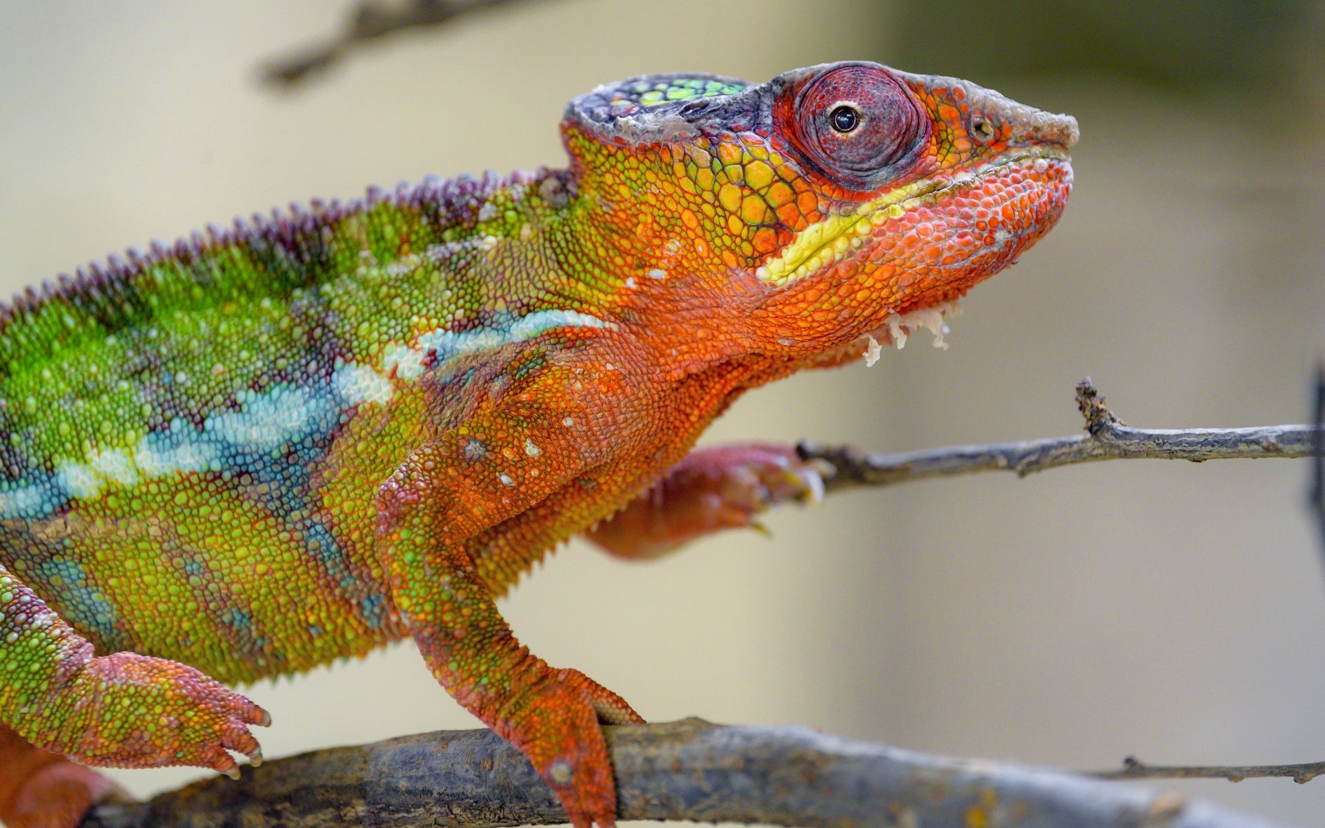 Обои хамелеон, рептилия, яркий окрас, chameleon, reptile, bright color разрешение 5568x3712 Загрузить